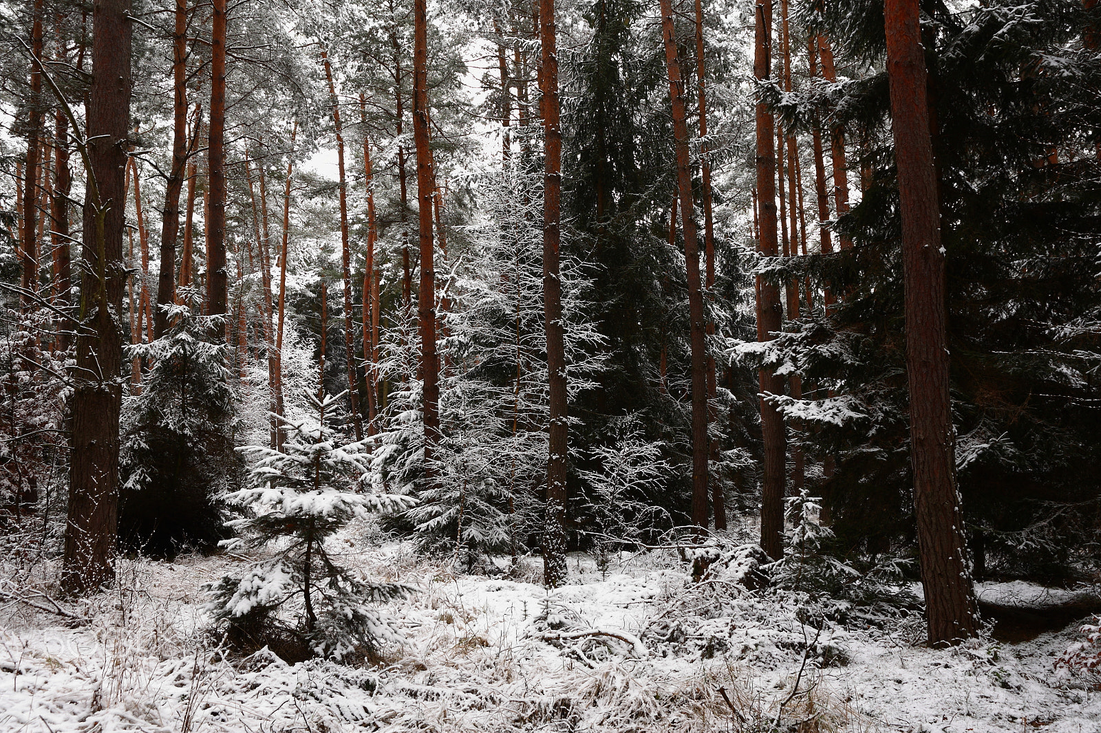 Canon EOS 5D + Canon EF 20-35mm F3.5-4.5 USM sample photo. Winter photography