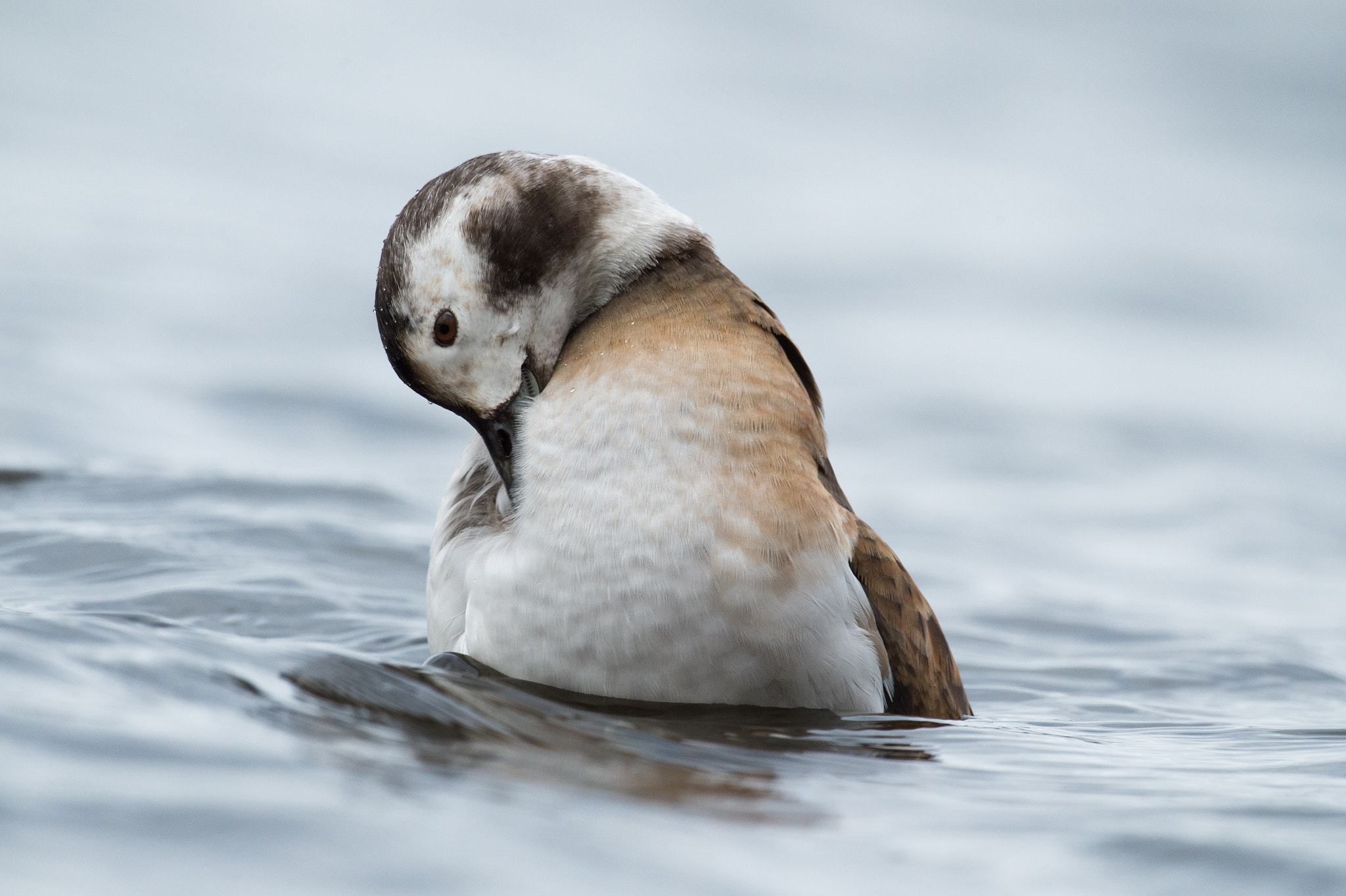 Nikon D4 + Sigma 24-60mm F2.8 EX DG sample photo. Harelde kakawi, clangula hyemalis, long-tailed duck photography