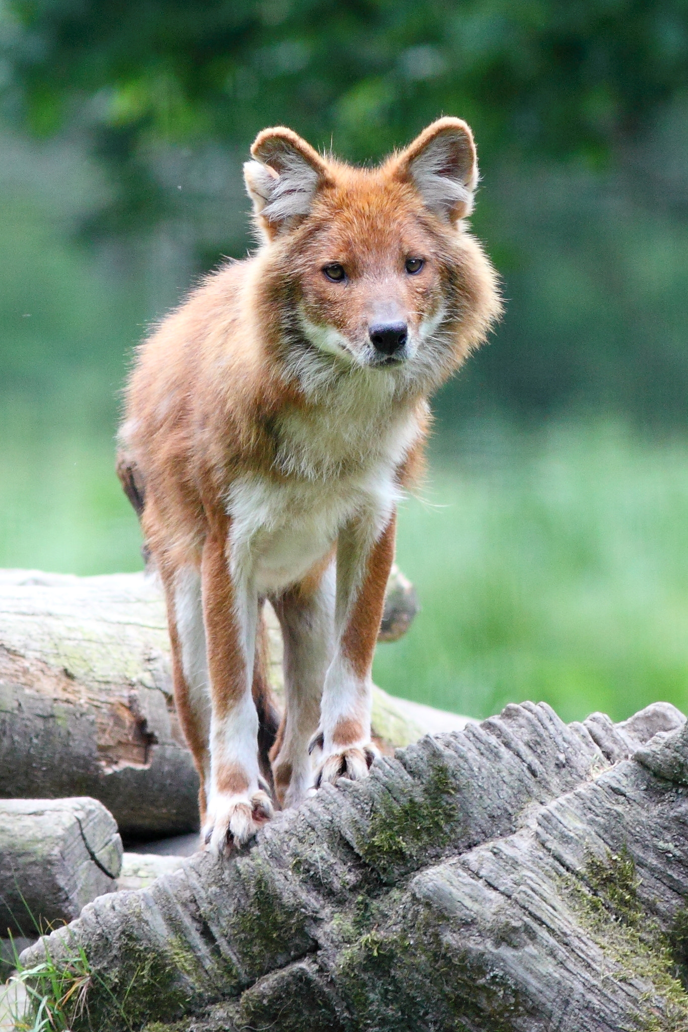 Canon EOS 50D + Canon EF 300mm F4L IS USM sample photo. Dhole photography