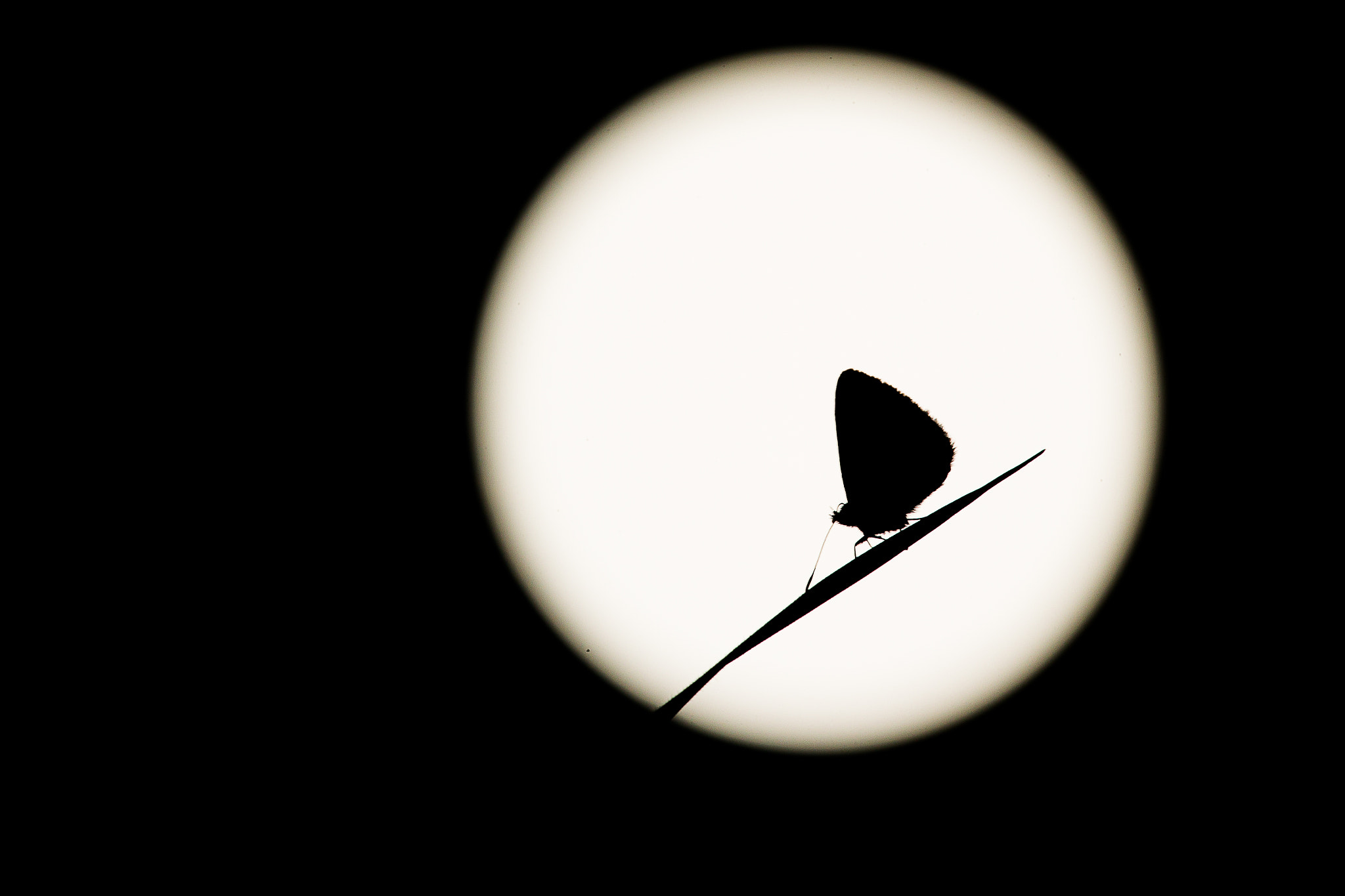 Canon EF 180mm F3.5L Macro USM sample photo. Luna photography