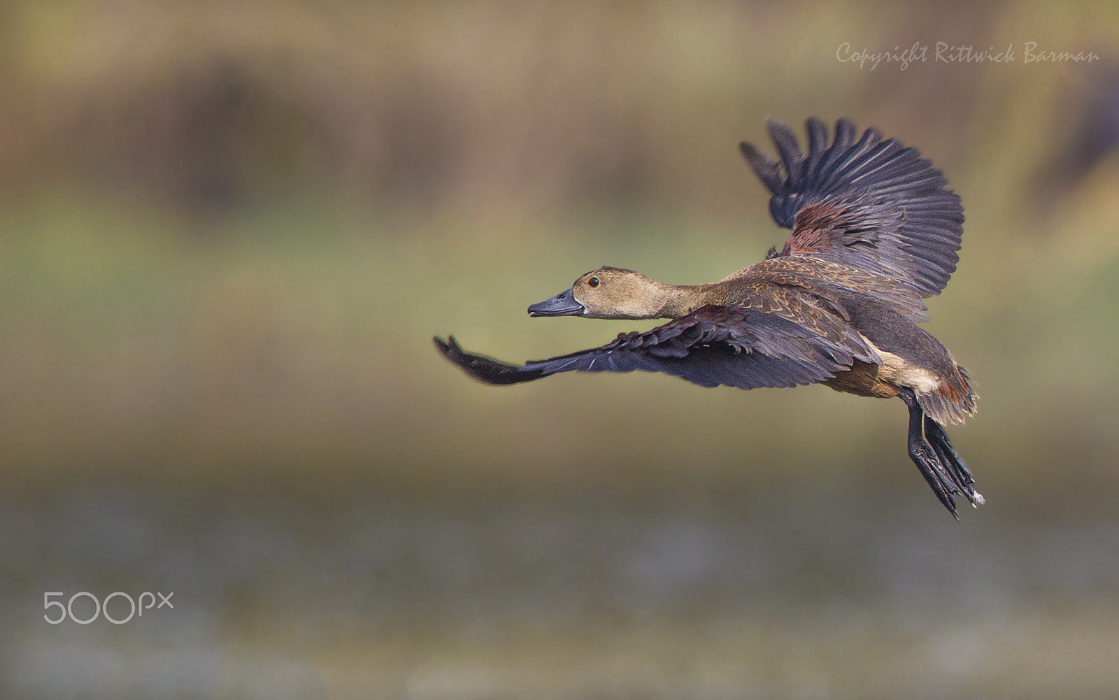 Canon EF 500mm F4L IS II USM sample photo. Take off photography