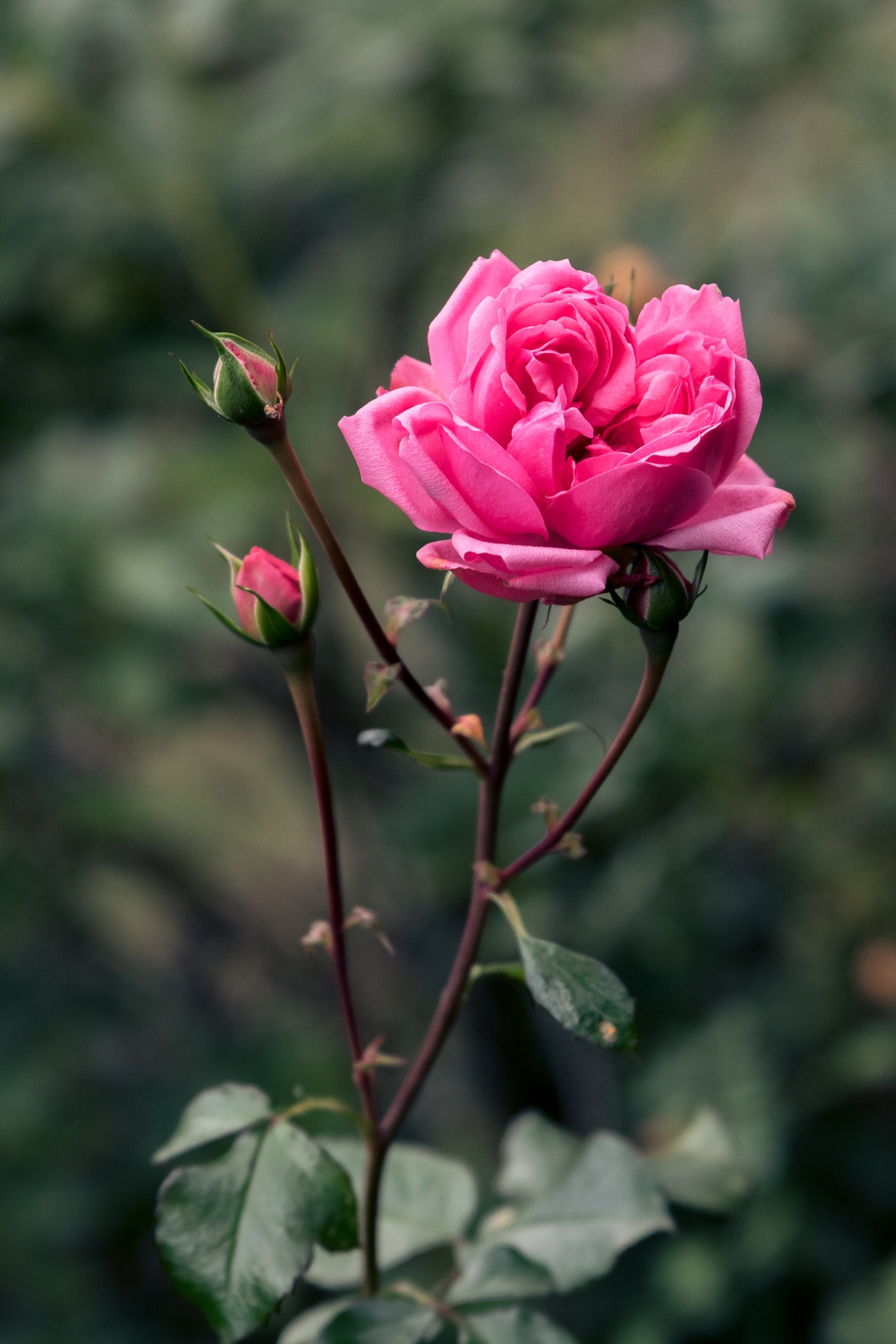Tamron SP 24-70mm F2.8 Di VC USD sample photo. Winter rose photography