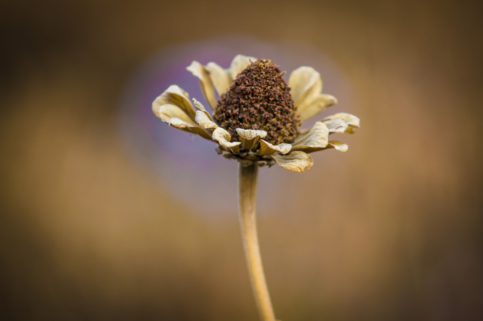 Sony SLT-A55 (SLT-A55V) + Minolta AF 70-210mm F4 Macro sample photo. Осенние цветы photography