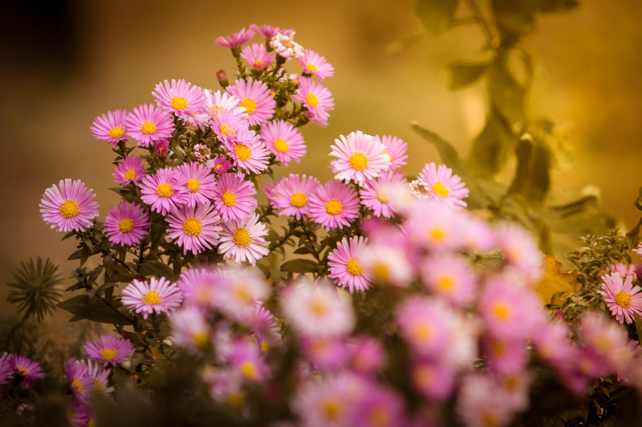 Sony SLT-A55 (SLT-A55V) + Minolta AF 70-210mm F4 Macro sample photo. Осенние цветы photography