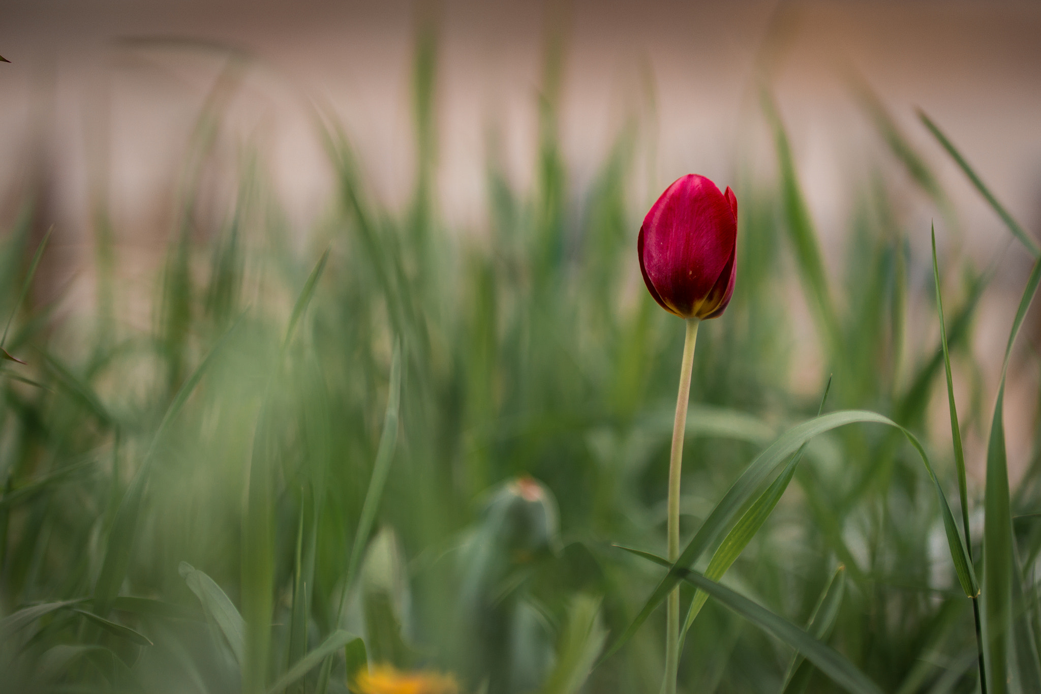 Samsung NX1000 + Samsung NX 85mm F1.4 ED SSA sample photo. Одиночество photography