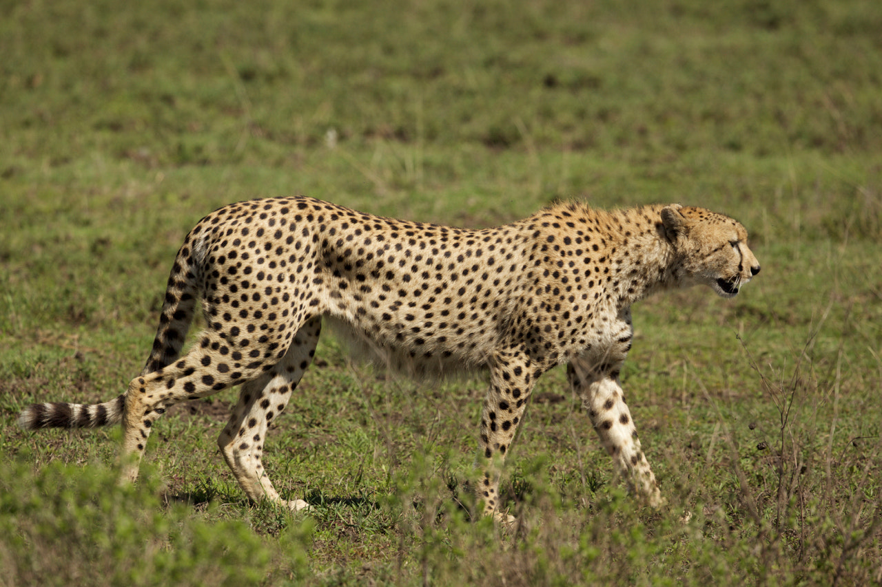 Canon EF 500mm F4L IS II USM sample photo. Walking cheetah photography