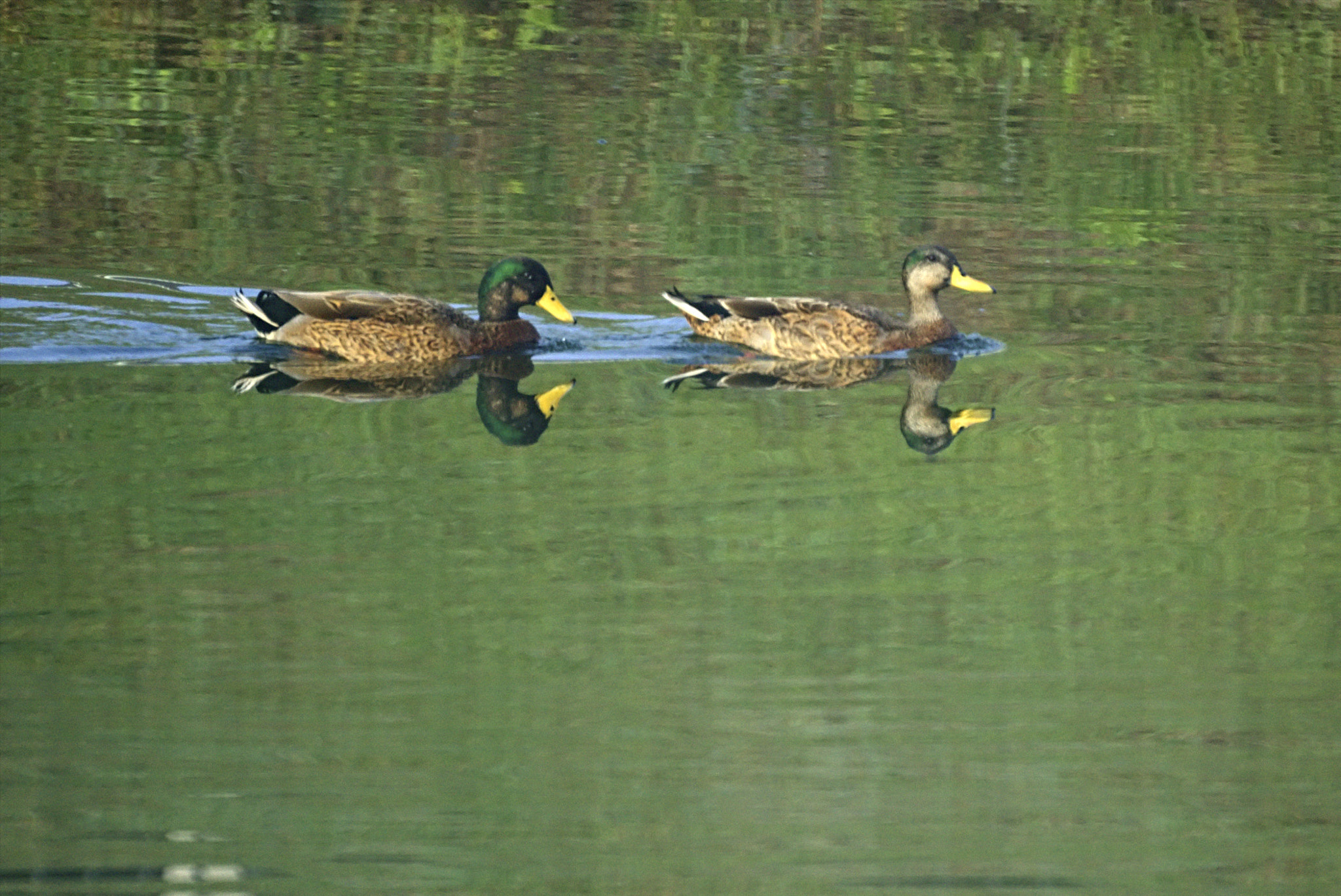 Sony 500mm F8 Reflex sample photo. Dsc08018 -1 2.jpg photography