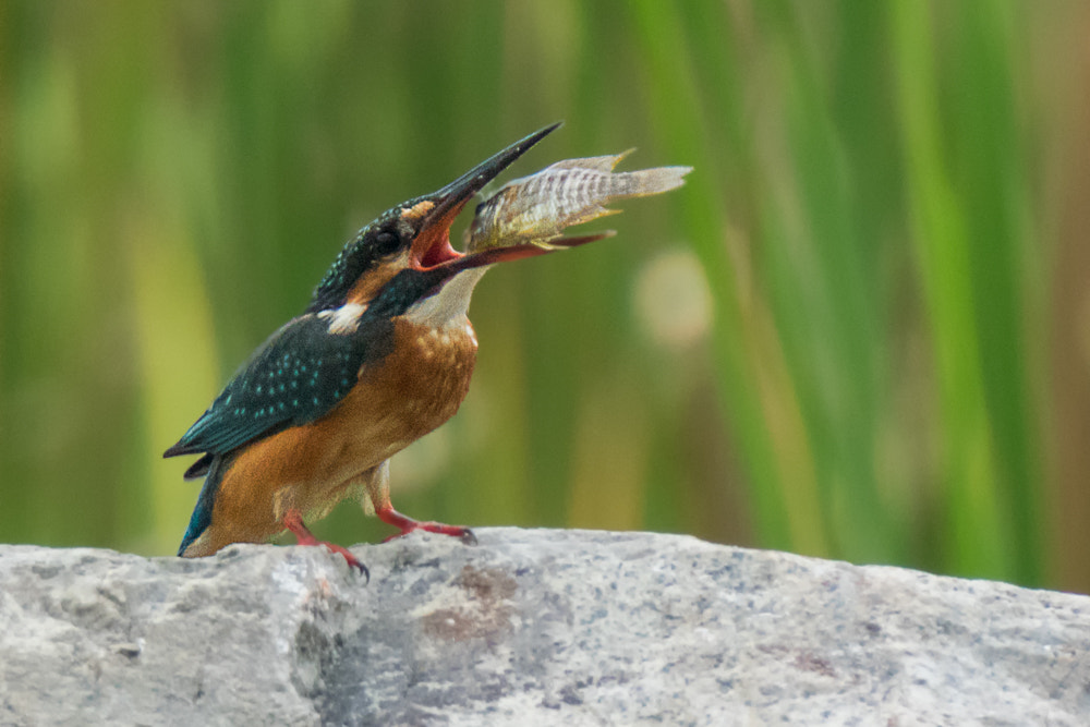 Nikon 1 V3 + VR 70-200mm f/2.8G sample photo. Common kingfisher @ sbb (fim) photography