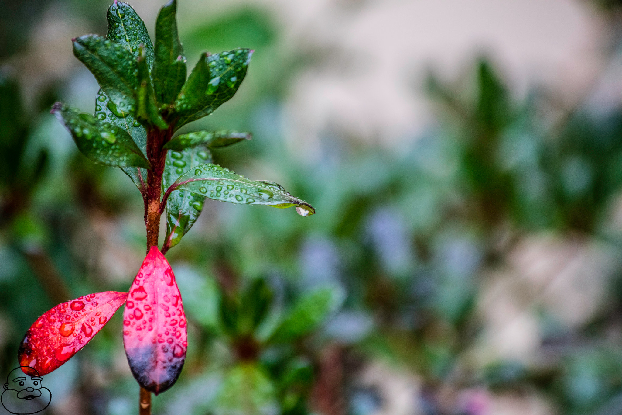 Canon EF 70-300mm F4-5.6 IS USM sample photo. Morning dew photography