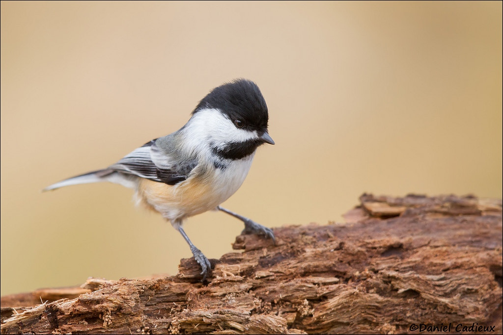 Canon EF 500mm F4L IS II USM sample photo. Black-capped chickadee with attitude photography