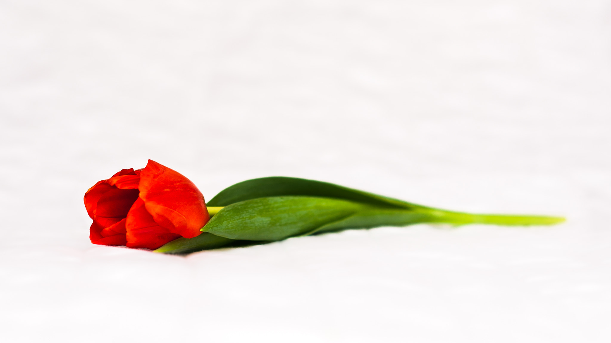 Nikon D3 + Nikon AF Nikkor 85mm F1.8D sample photo. Red tulip photography