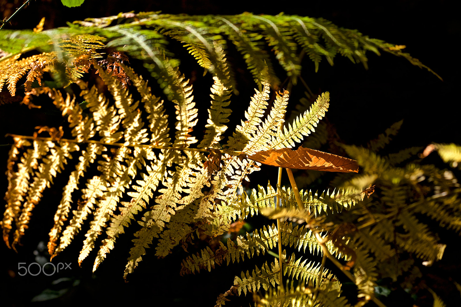 Canon EOS 5DS sample photo. 1a2a0079.jpg photography