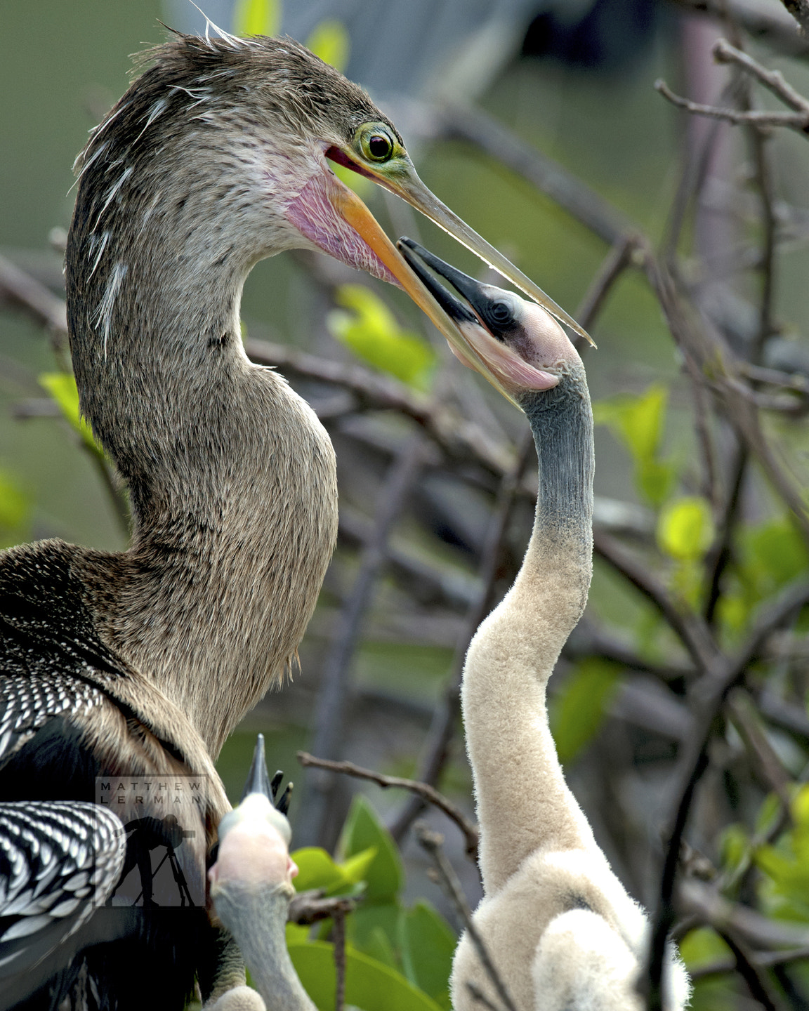 Nikon D300 + Nikon AF-S Nikkor 600mm F4G ED VR sample photo. Anhinga mother feeding baby photography