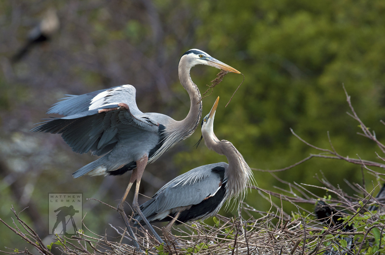 Nikon D300 + Nikon AF-S Nikkor 600mm F4G ED VR sample photo. Courtship: great blue herons photography