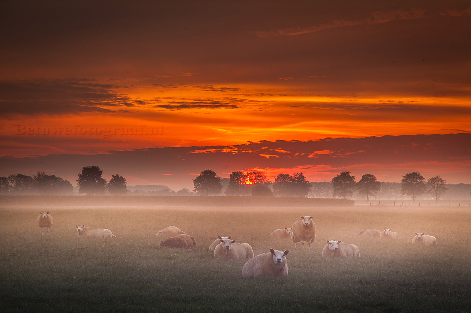 Sigma 24-105mm f/4 DG OS HSM | A sample photo. Sheeps in the mist.......... photography