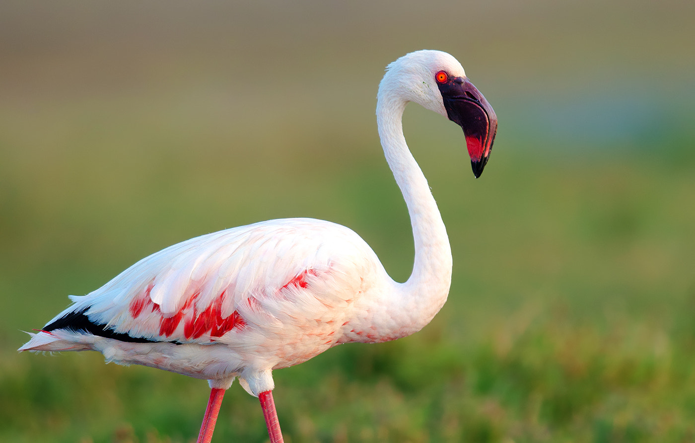 Nikon D7000 + Nikon AF-S Nikkor 500mm F4G ED VR sample photo. Lesser flamingo photography