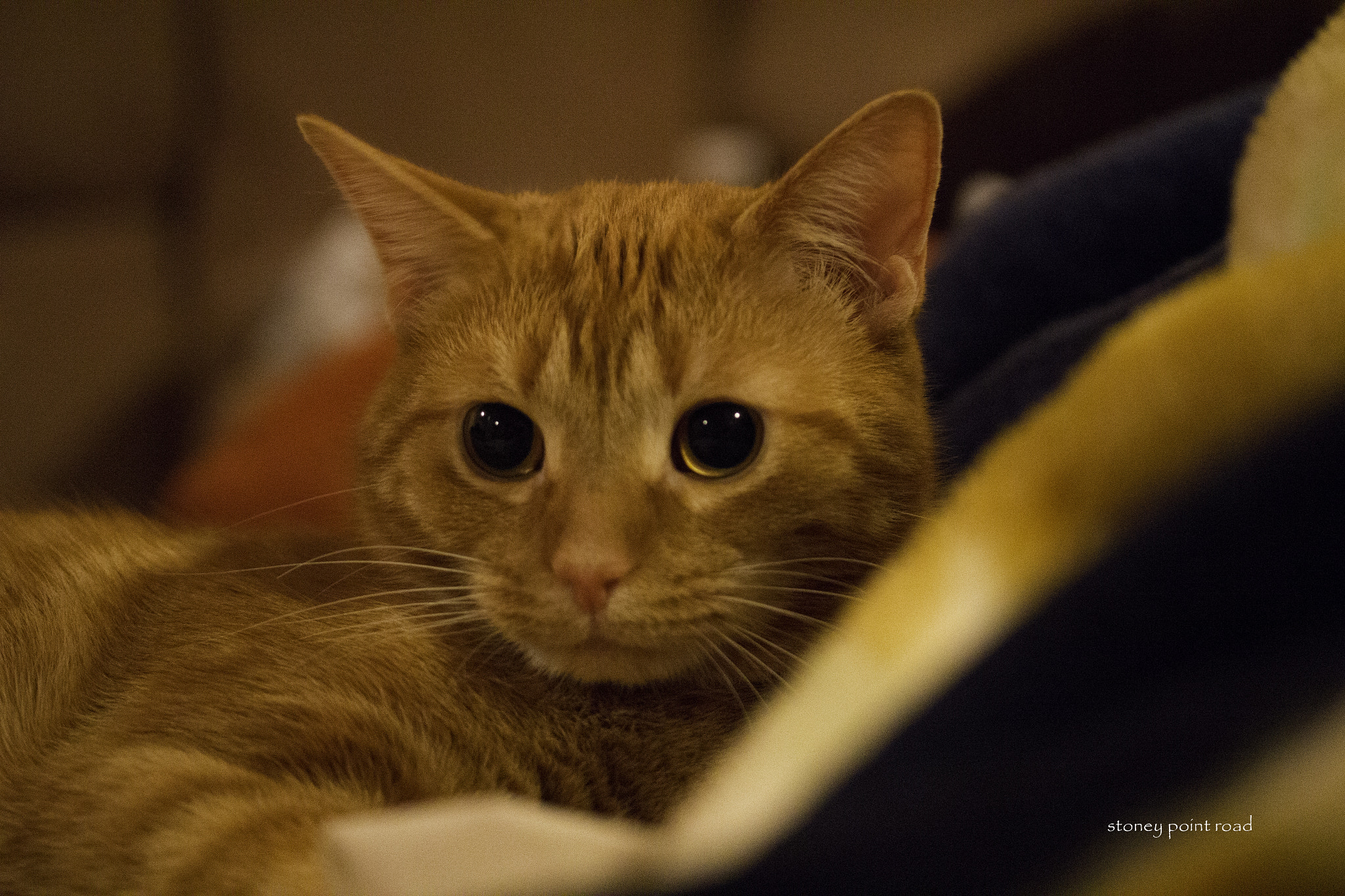 Canon EF-S 60mm F2.8 Macro USM sample photo. Joe the cat photography