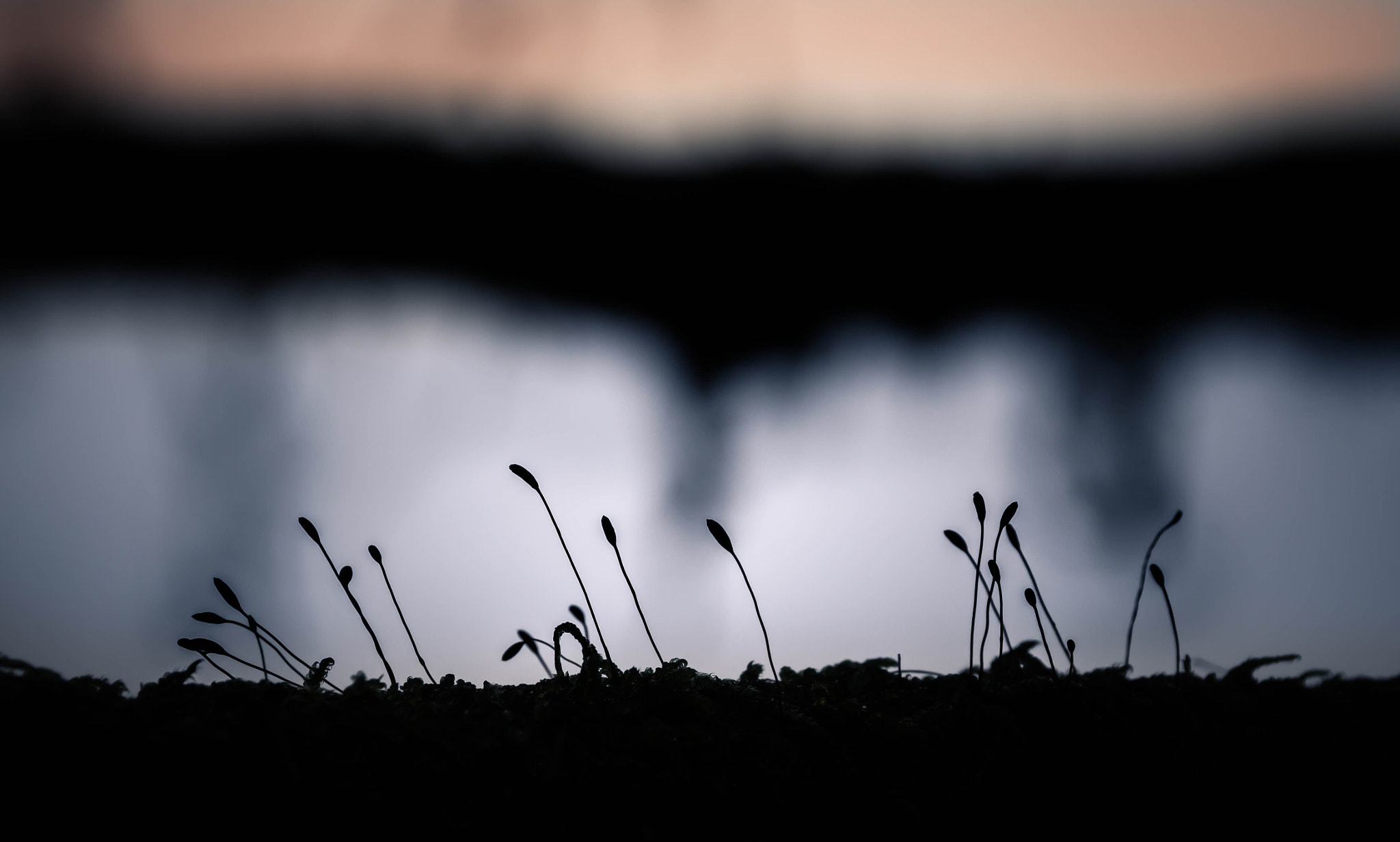 Canon EF 75-300mm F4.0-5.6 IS USM sample photo. Beaked tendrils photography