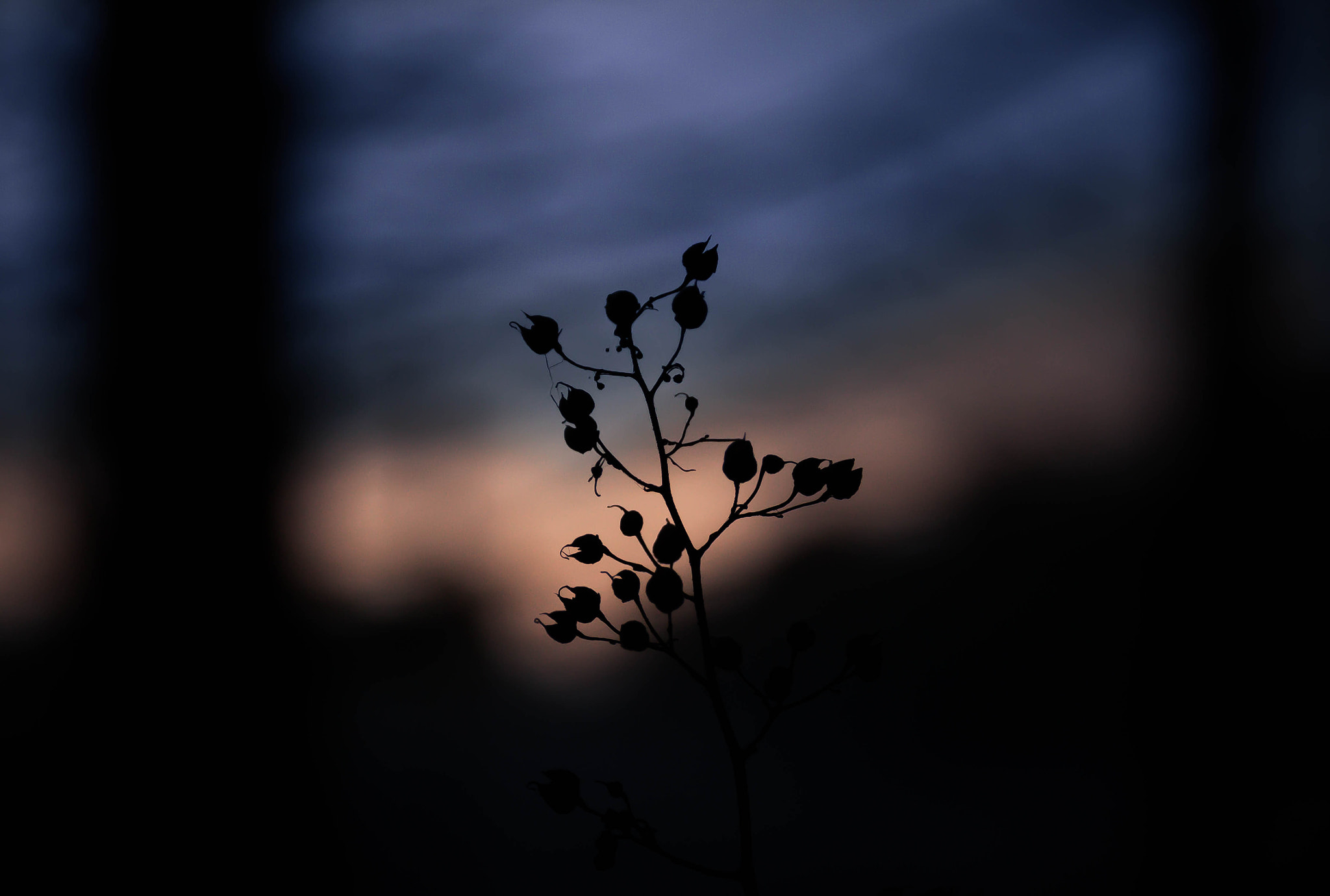 Canon EF 75-300mm F4.0-5.6 IS USM sample photo. Bulbous shadows photography