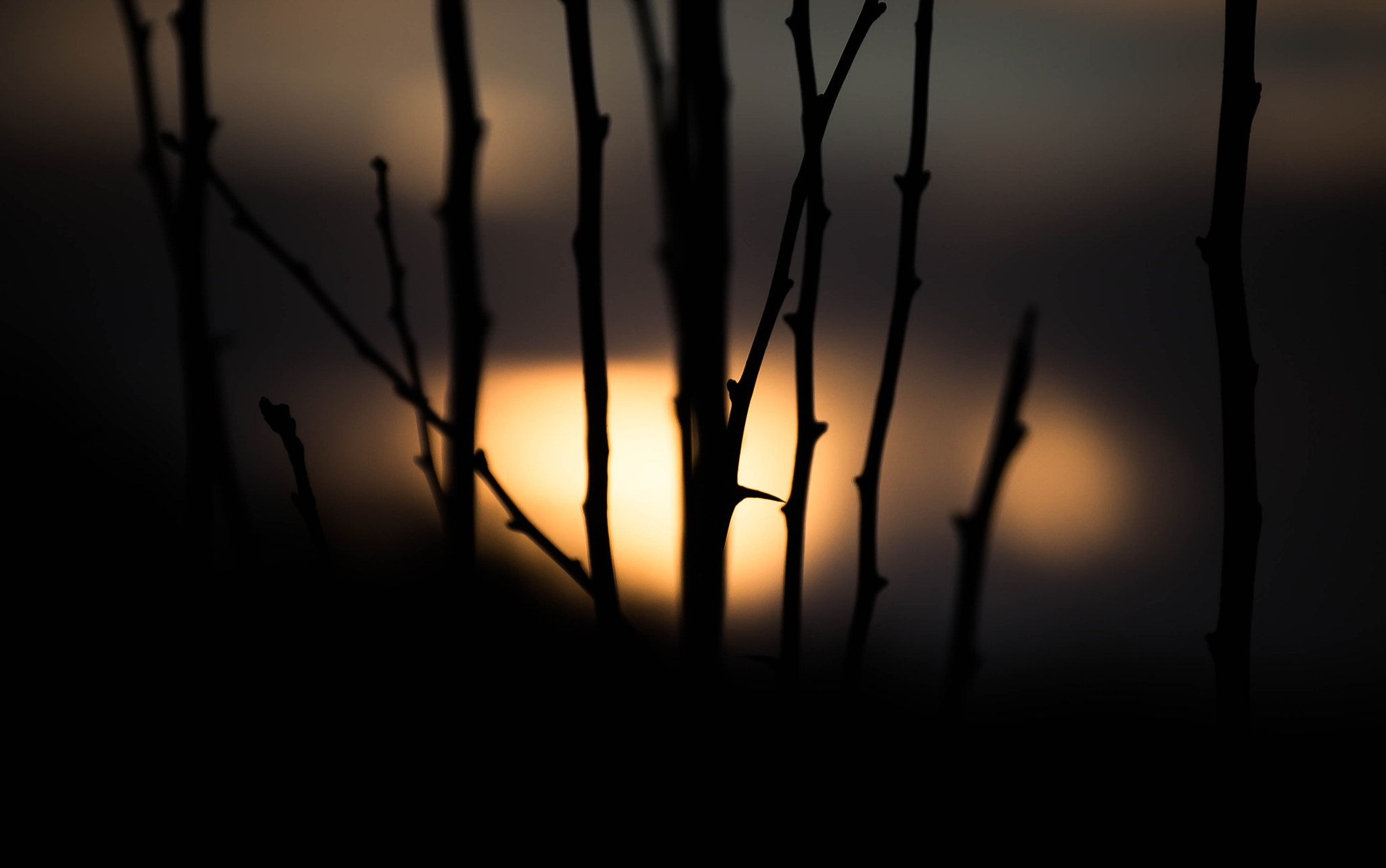 Canon EF 75-300mm F4.0-5.6 IS USM sample photo. Clutching warmth photography