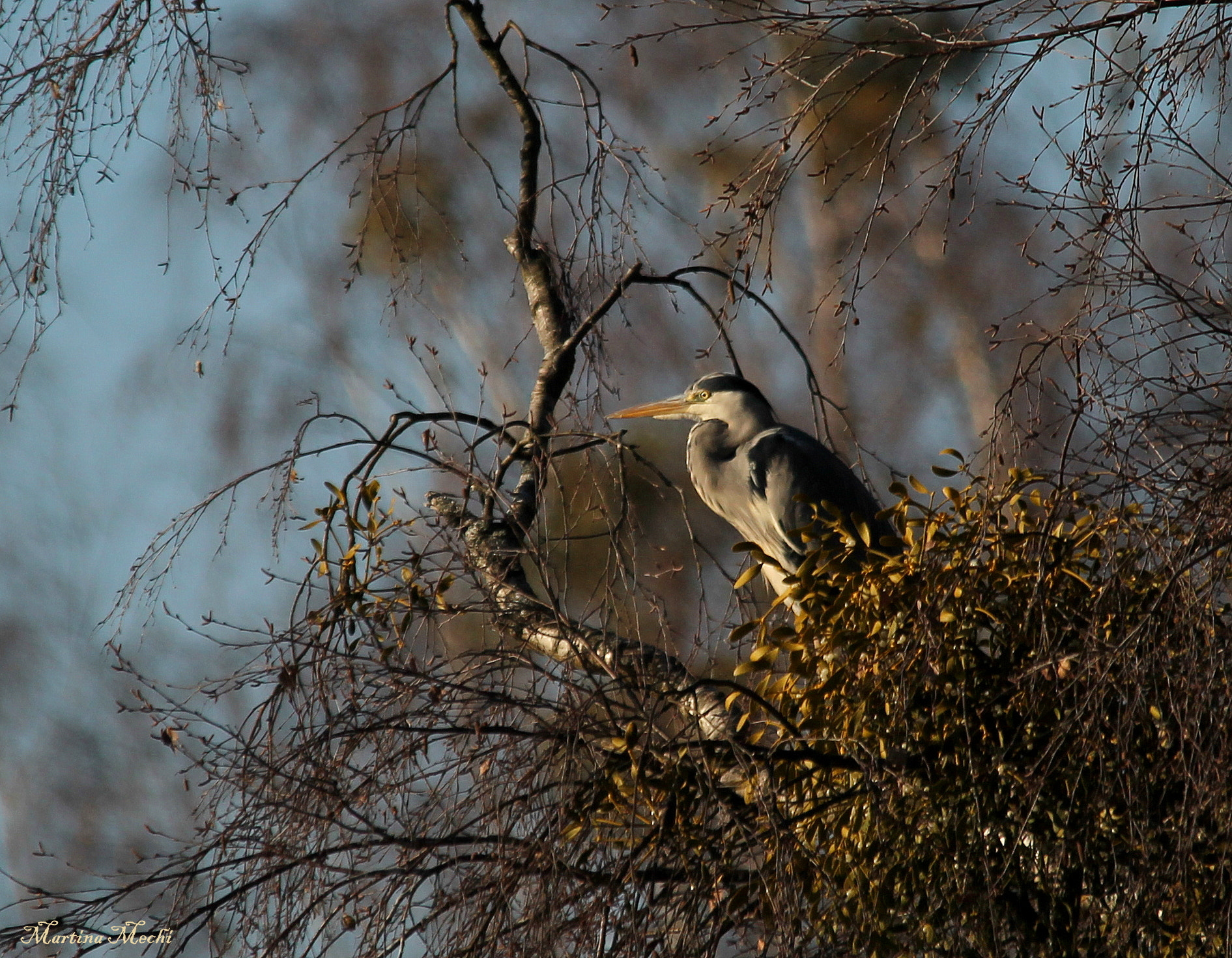 Sigma 150-500mm F5-6.3 DG OS HSM sample photo. Morning has broken photography