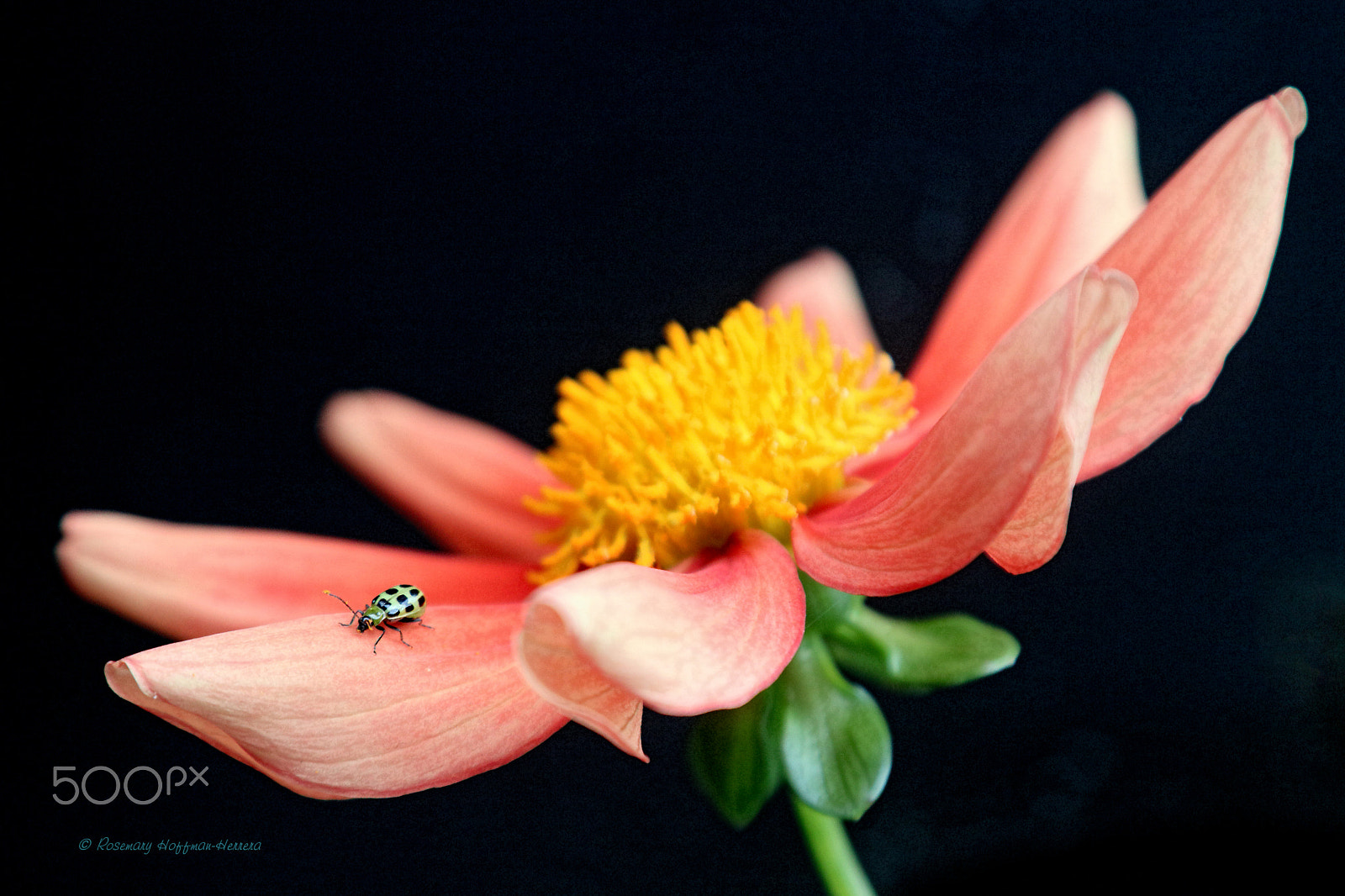 Canon EOS 750D (EOS Rebel T6i / EOS Kiss X8i) sample photo. Flowers from my garden photography