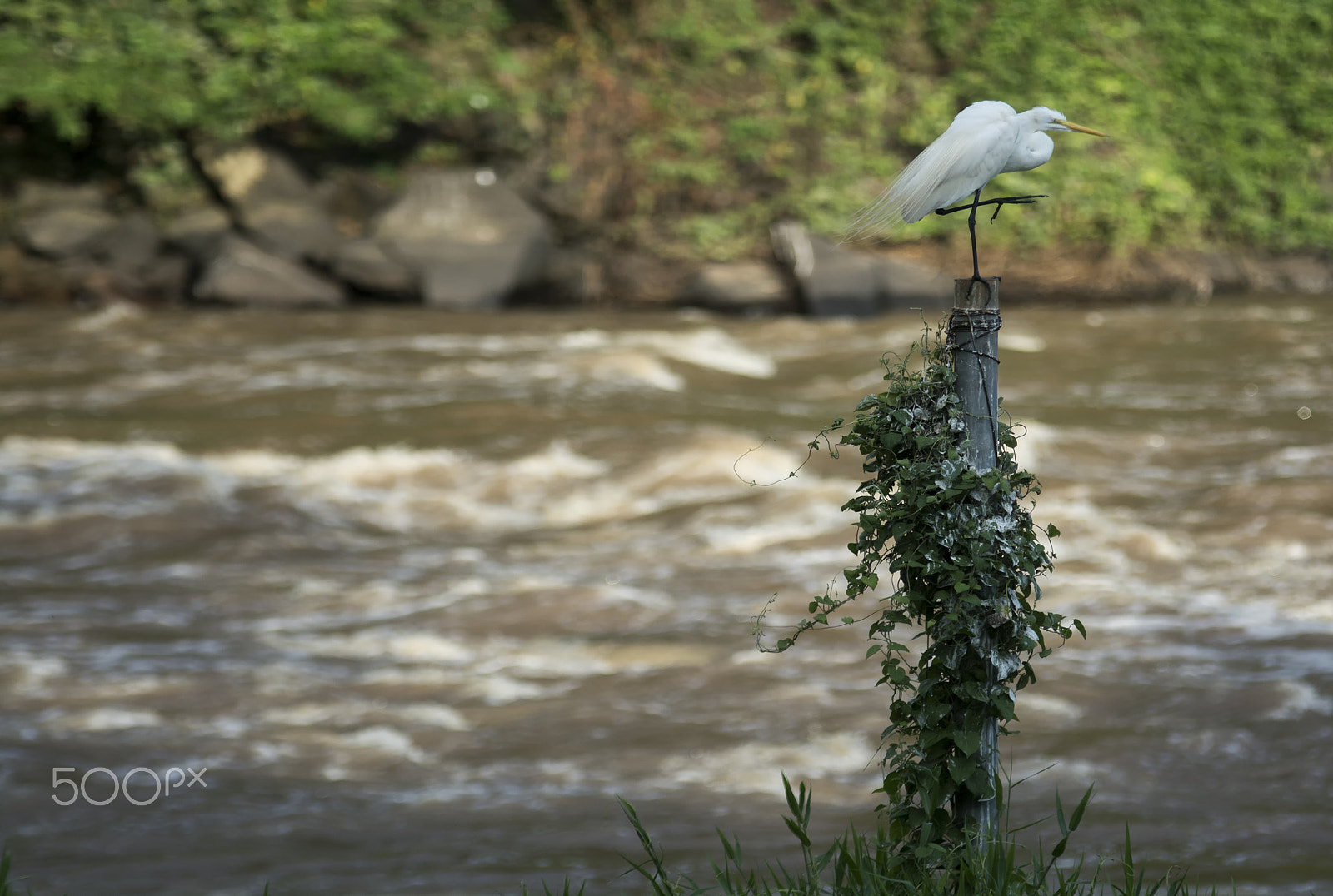 Sigma 70-200mm F2.8 EX DG OS HSM sample photo. By the riverside/en la orilla del rio photography