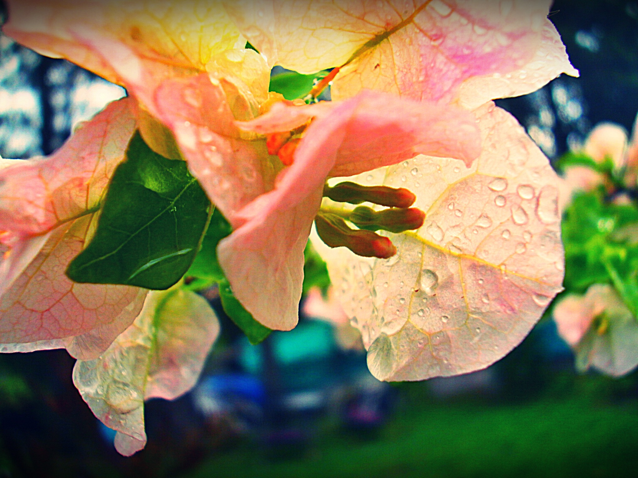 Olympus FE4020,X940 sample photo. Flor photography