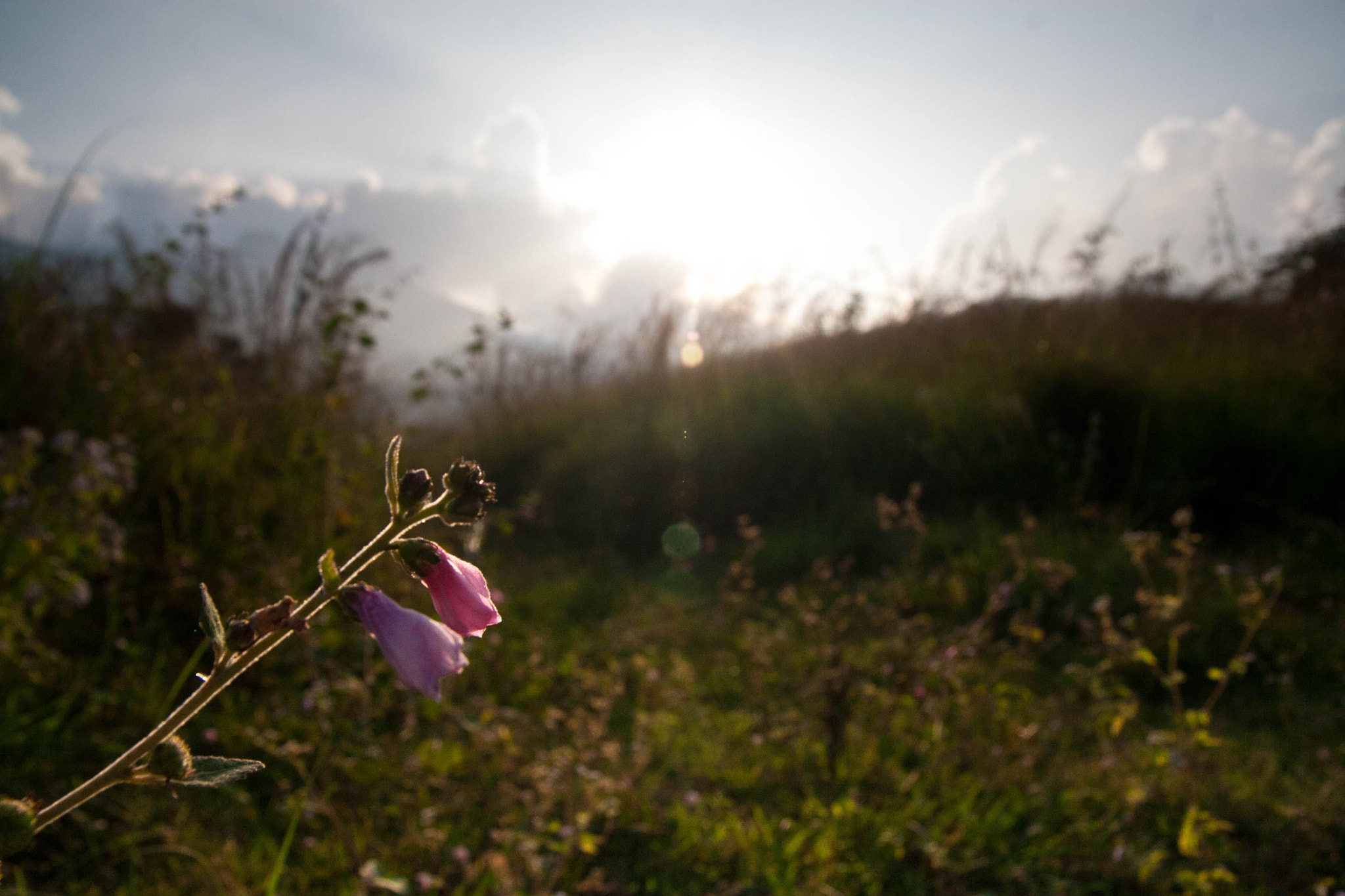 Sigma 17-70mm F2.8-4 DC Macro OS HSM sample photo. Dying flowers photography