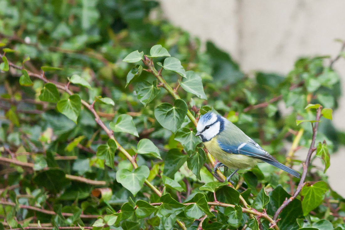 Canon EF 300mm F4L IS USM sample photo. Blue tit photography