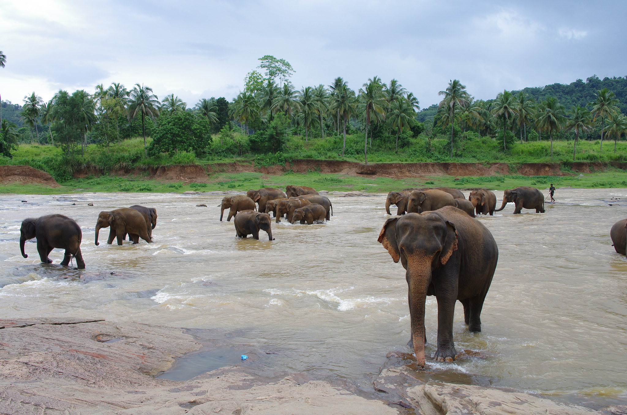 Pentax K-5 + Pentax smc DA 21mm F3.2 AL Limited sample photo. Orphan elephants shower in a river photography