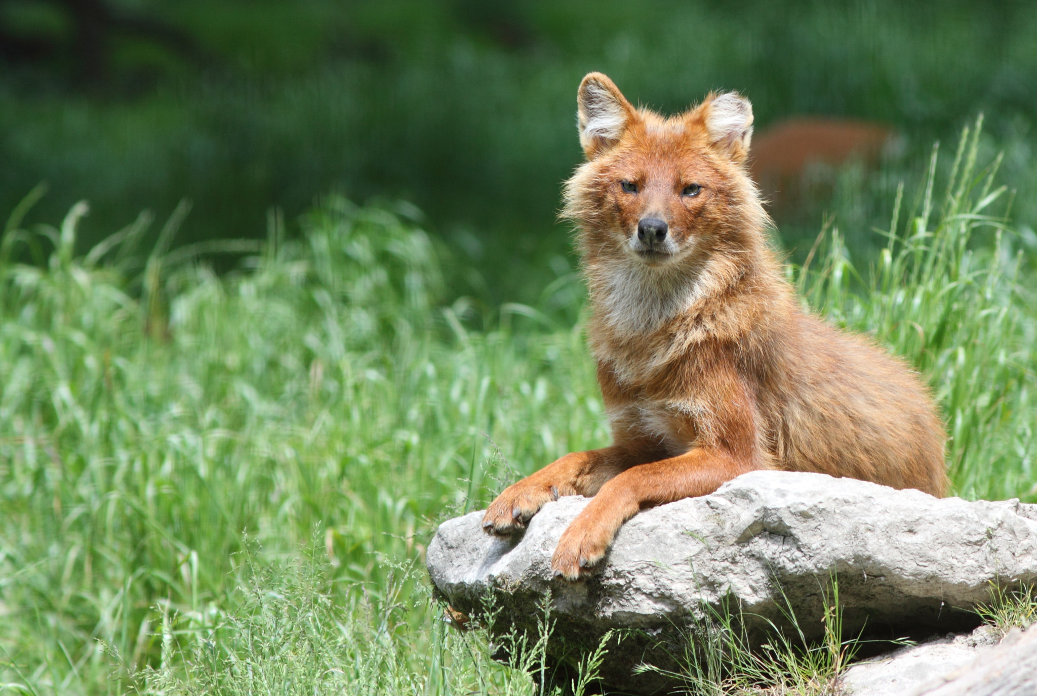 Canon EOS 50D + Canon EF 300mm F4L IS USM sample photo. Dhole photography