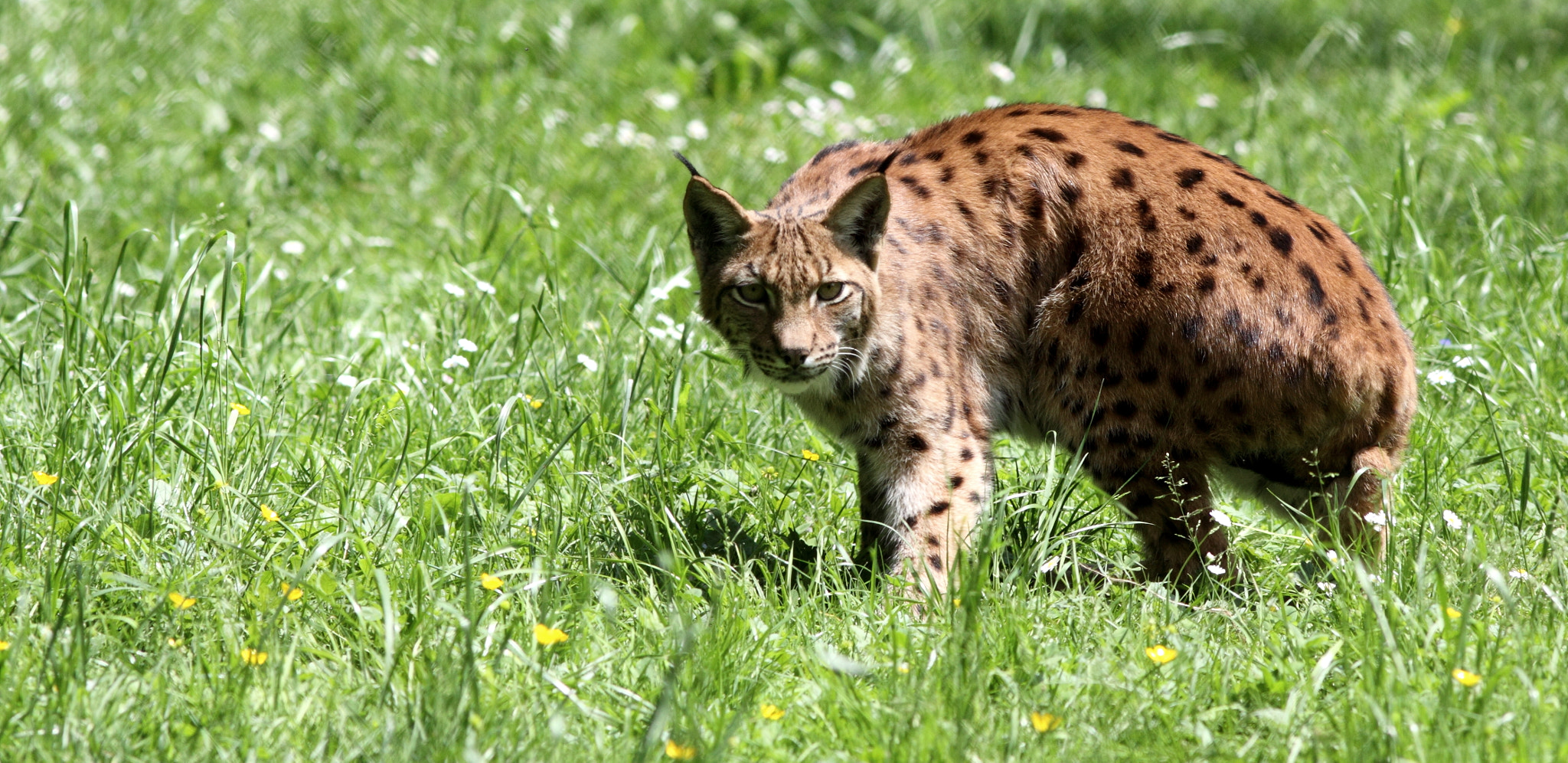 Canon EOS 50D + Canon EF 300mm F4L IS USM sample photo. Lynx photography