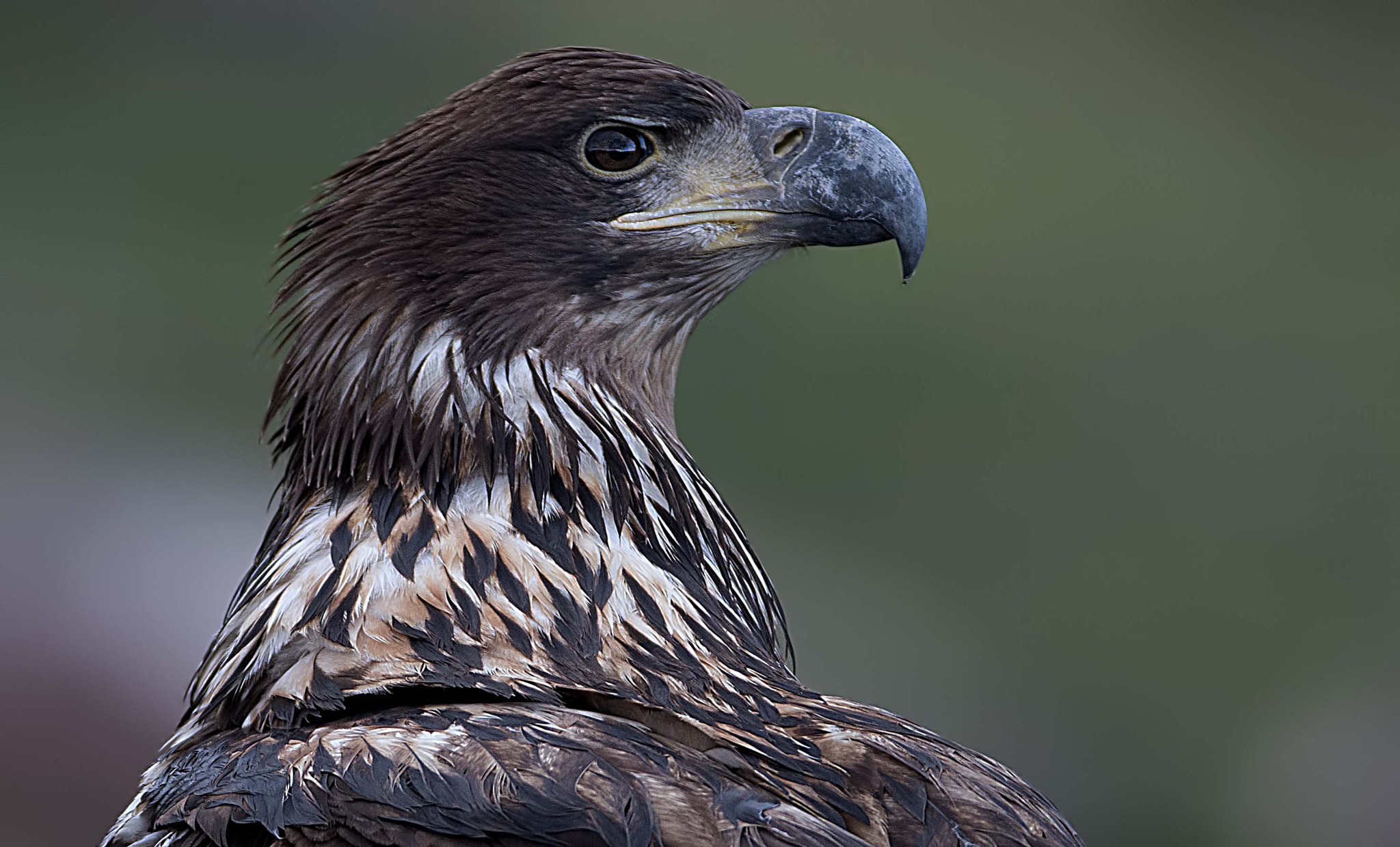 Canon EF 600mm f/4L IS sample photo. Portrait eagle photography
