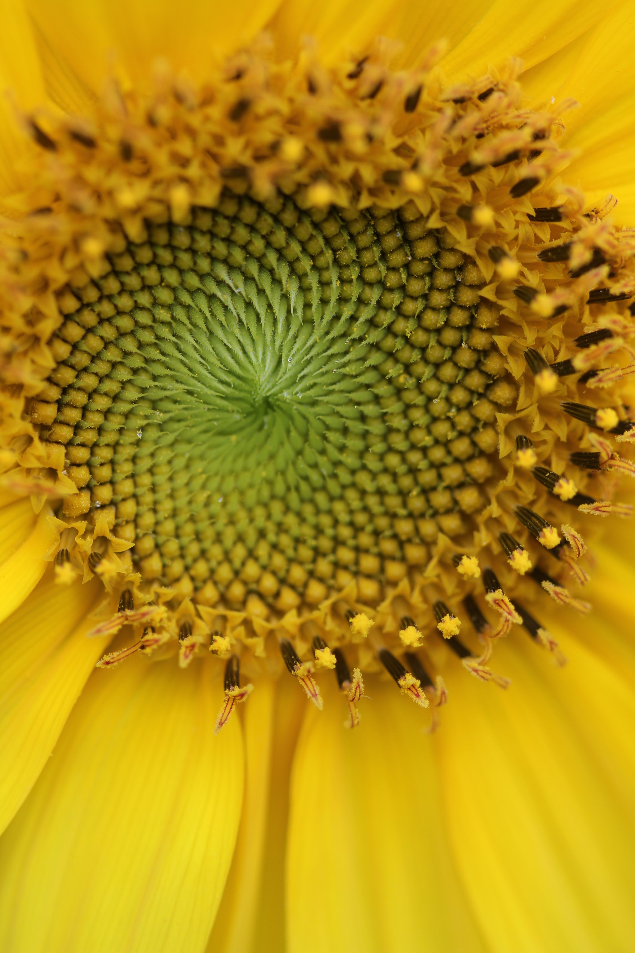 Canon EF 100mm F2.8 Macro USM sample photo. Sun shine photography