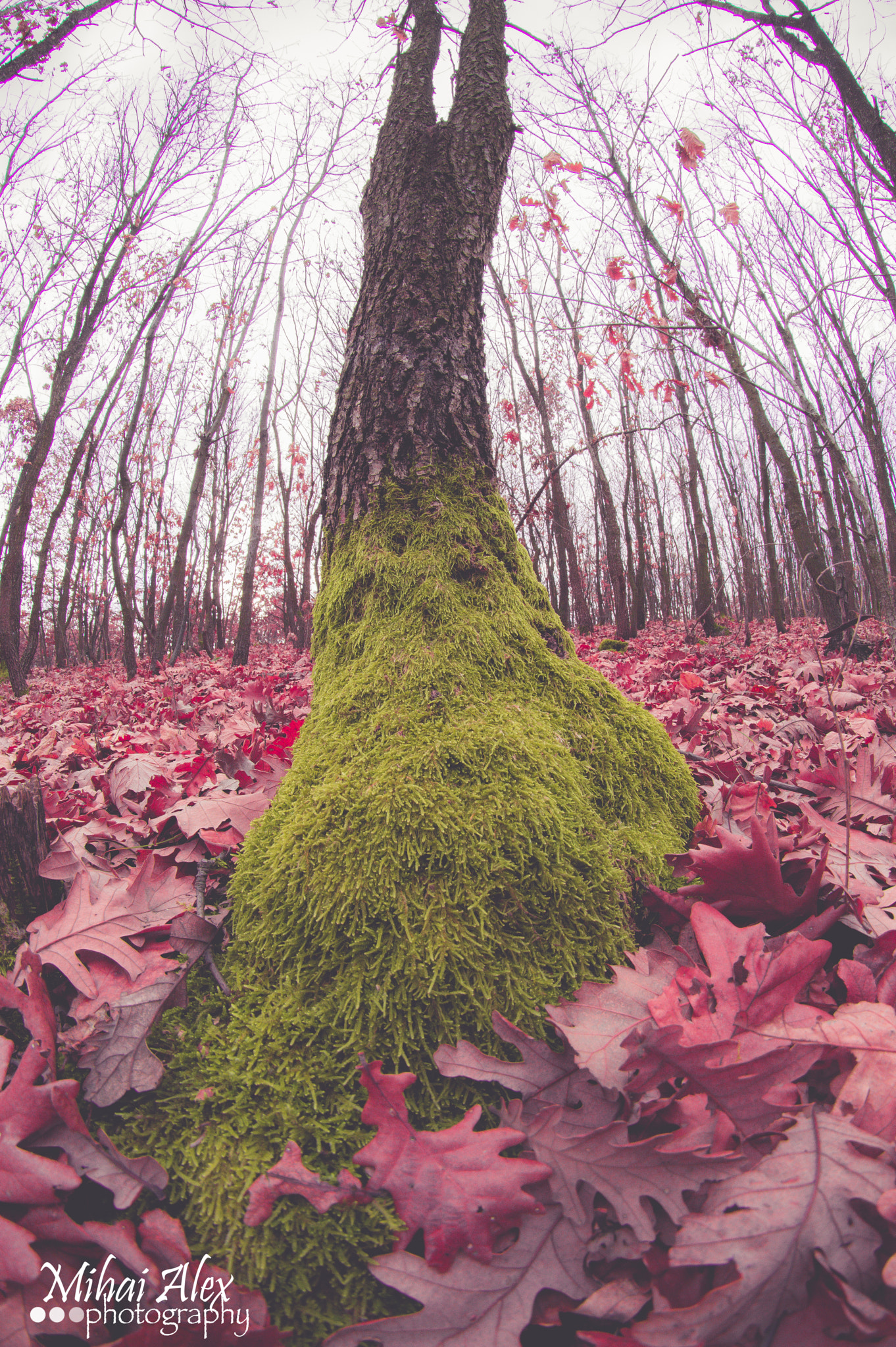 Nikon D3200 + Samyang 8mm F3.5 Aspherical IF MC Fisheye sample photo. Nature photography