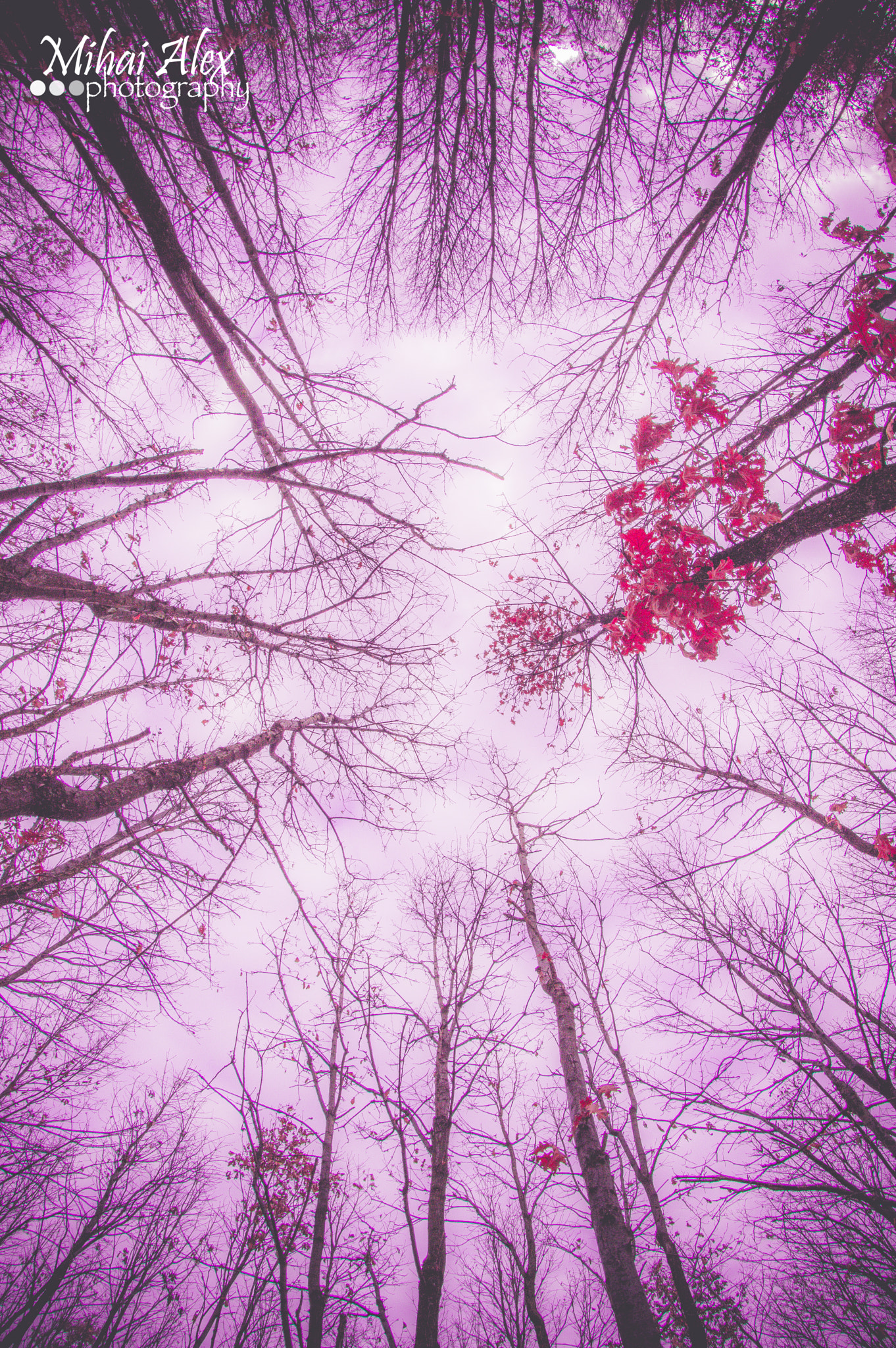Nikon D3200 + Samyang 8mm F3.5 Aspherical IF MC Fisheye sample photo. Nature photography