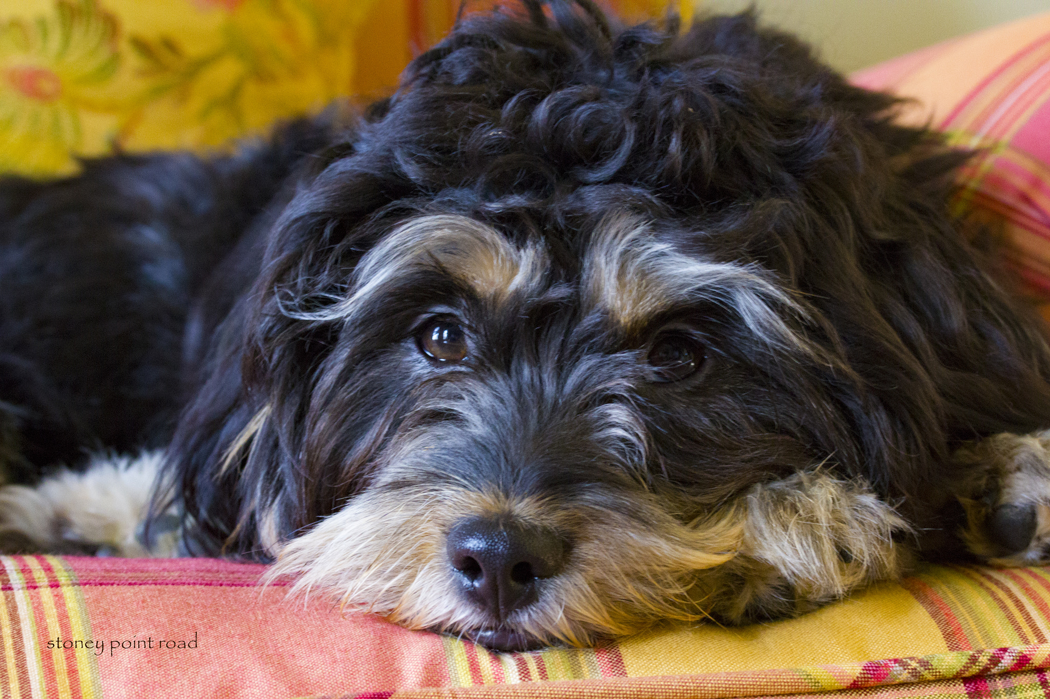 Canon EF-S 60mm F2.8 Macro USM sample photo. Callie on couch photography