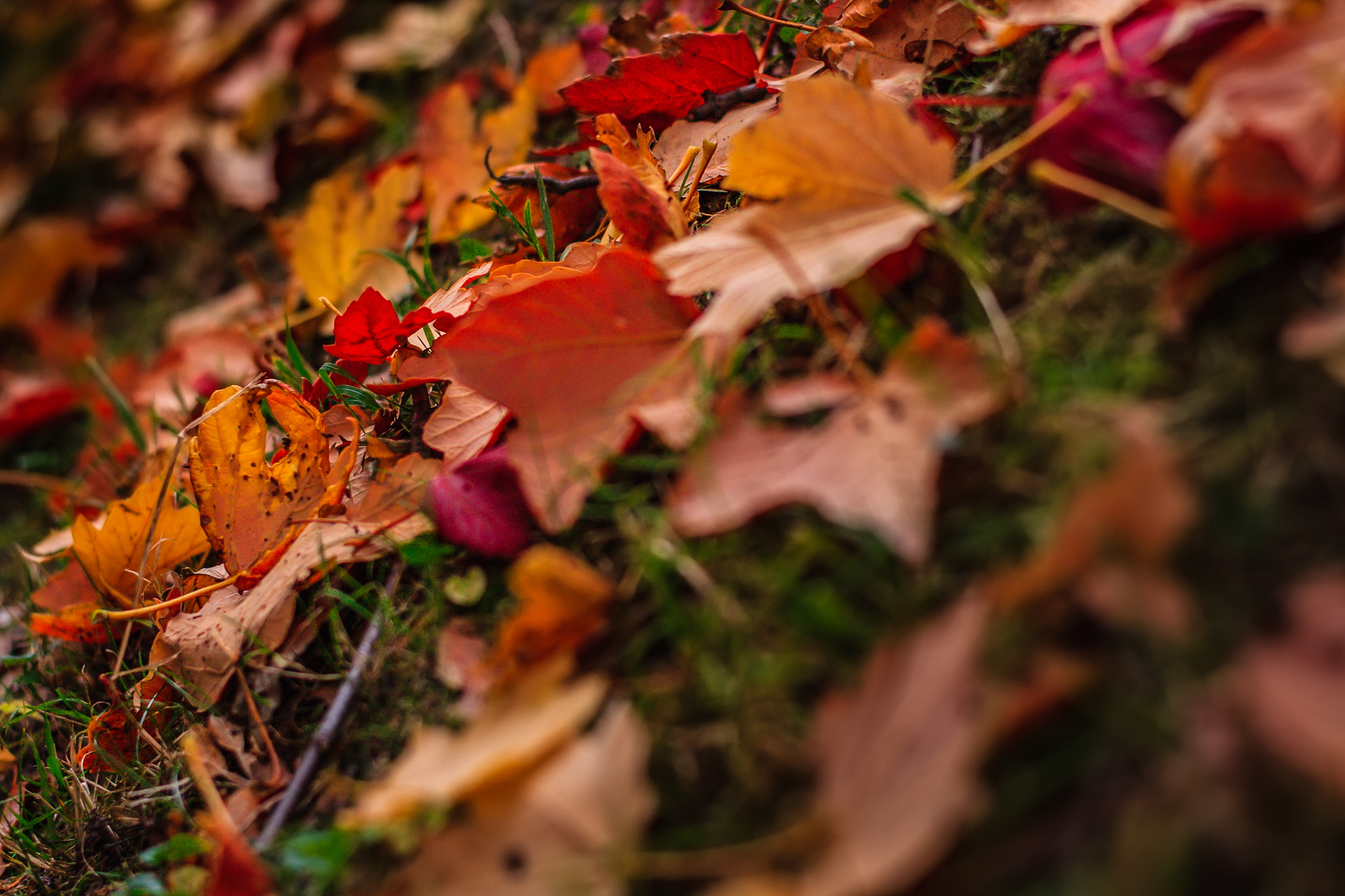 ZEISS Planar T* 50mm F1.4 sample photo. Autumn photography