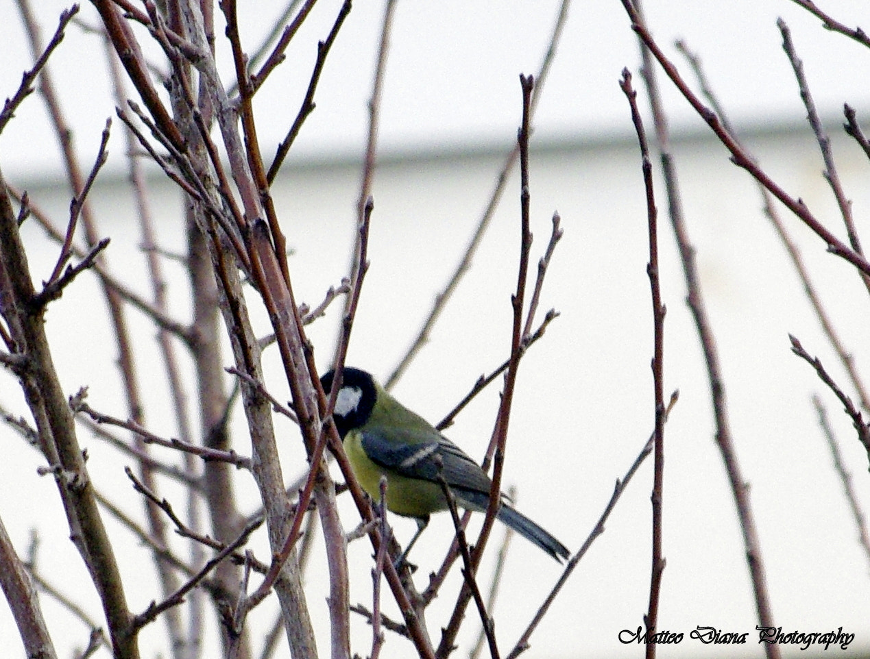 smc PENTAX-DA L 50-200mm F4-5.6 ED sample photo. Cinciallegra (parus major linnaeus, 1758) photography