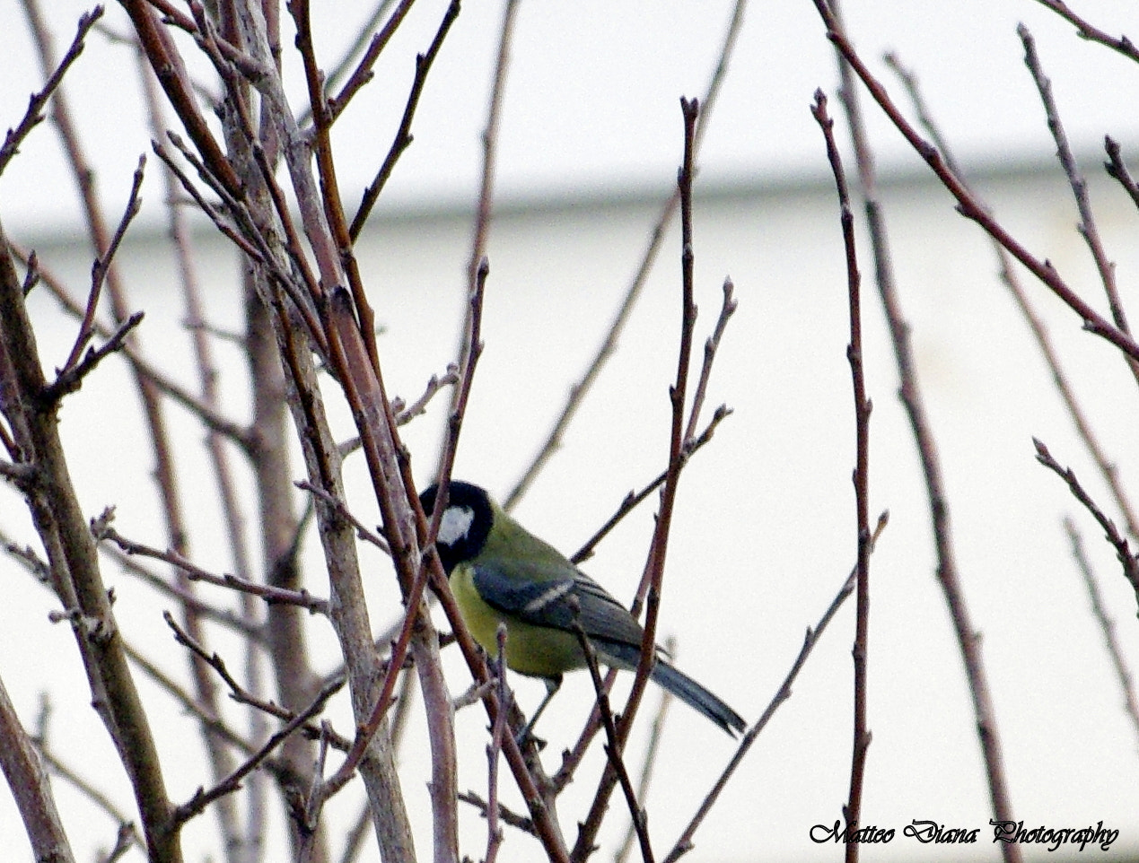 Pentax K-5 + smc PENTAX-DA L 50-200mm F4-5.6 ED sample photo. Cinciallegra (parus major linnaeus, 1758) photography