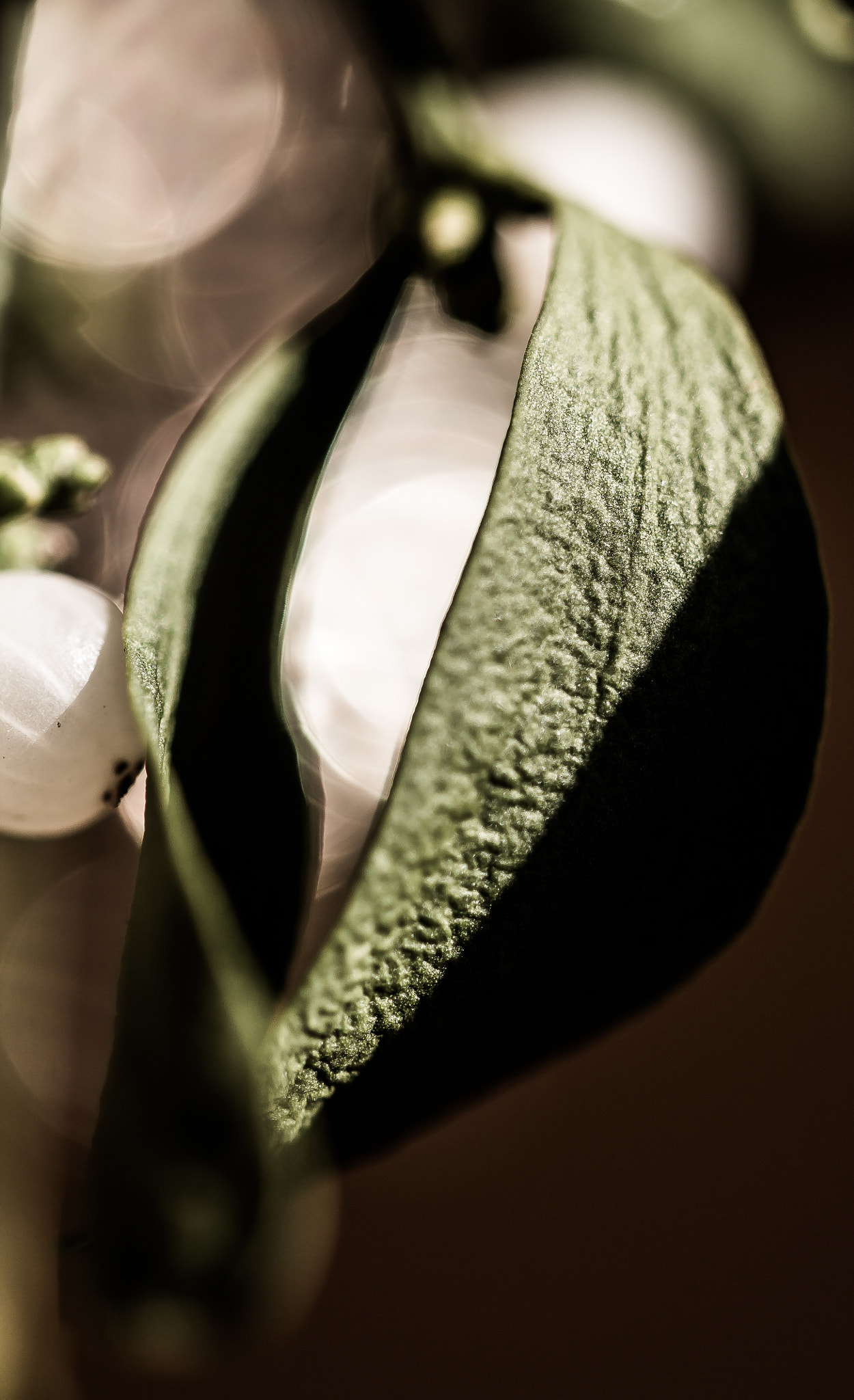 Sigma 105mm F2.8 EX DG OS HSM sample photo. Leaf photography