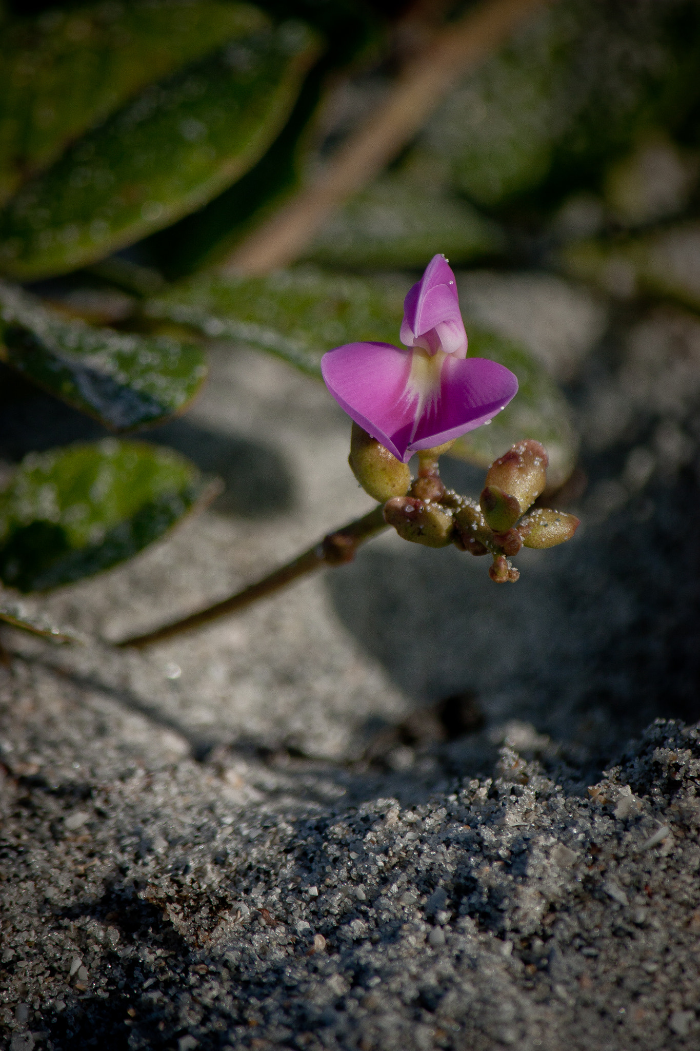 Canon EOS 450D (EOS Rebel XSi / EOS Kiss X2) sample photo. Beach flower photography
