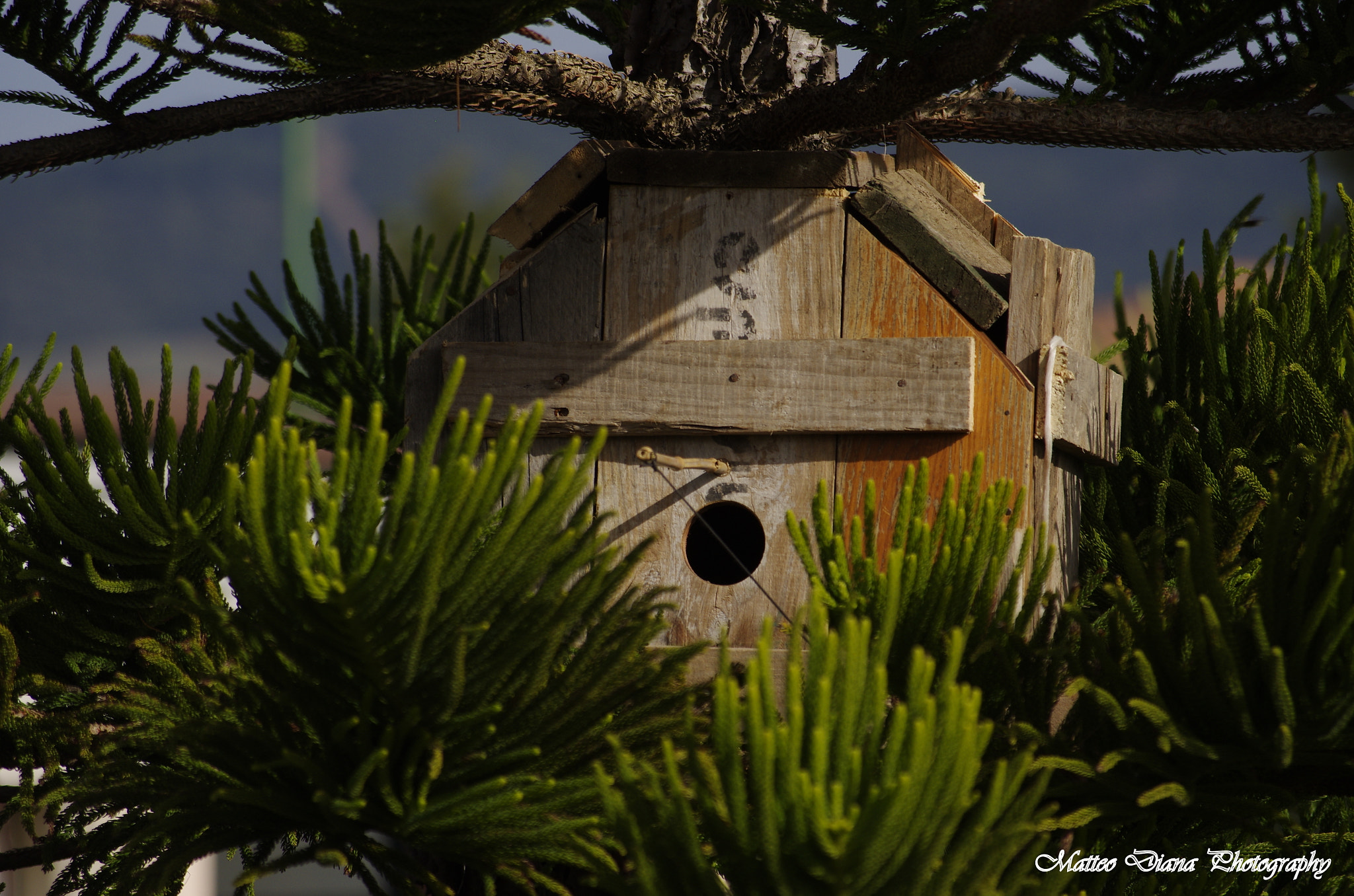 Pentax K-5 + smc PENTAX-DA L 50-200mm F4-5.6 ED sample photo. The birdhouse photography