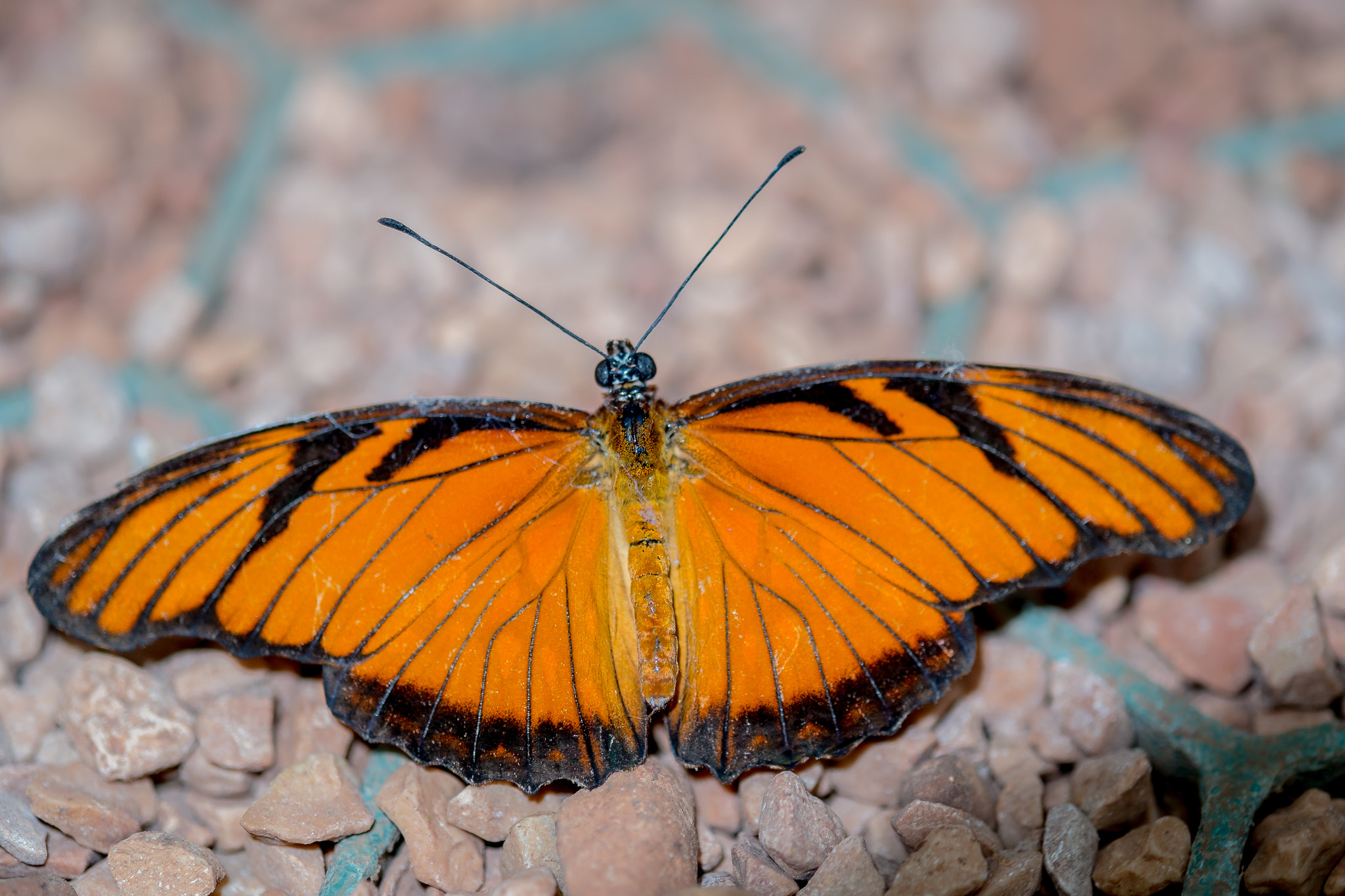 Fujifilm X-M1 + Fujifilm XF 60mm F2.4 R Macro sample photo. Dione juno photography