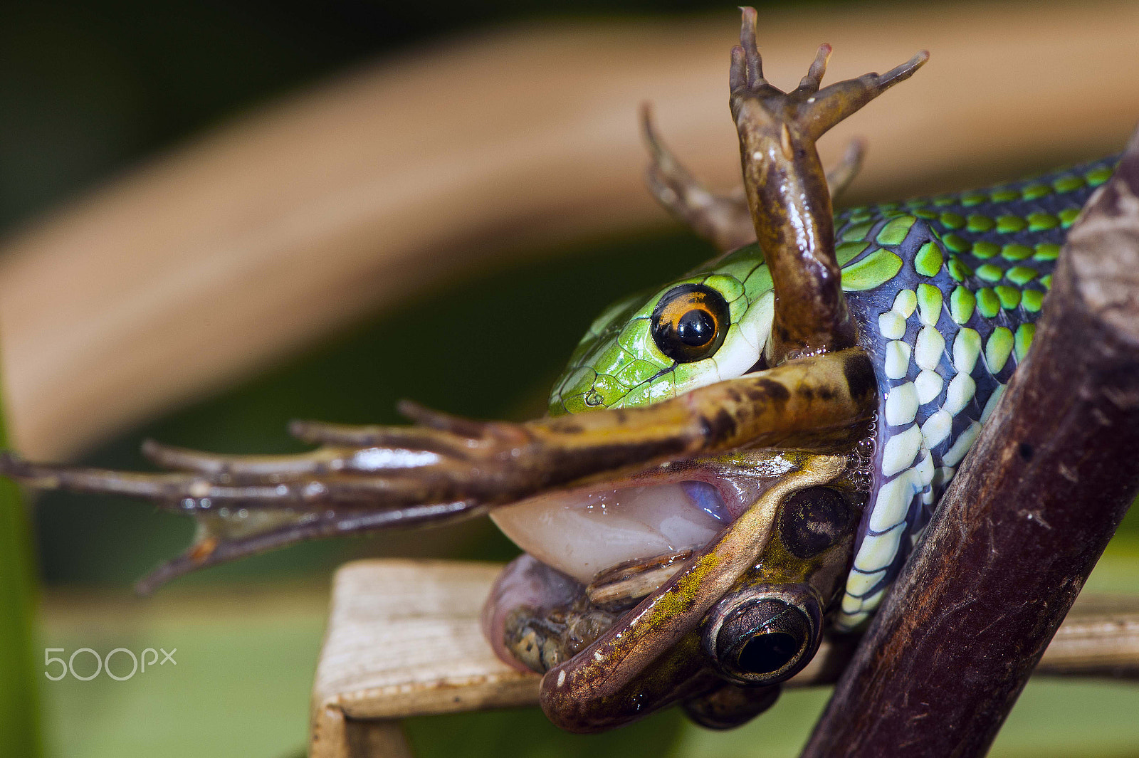 Nikon D3X sample photo. Hunting snake photography