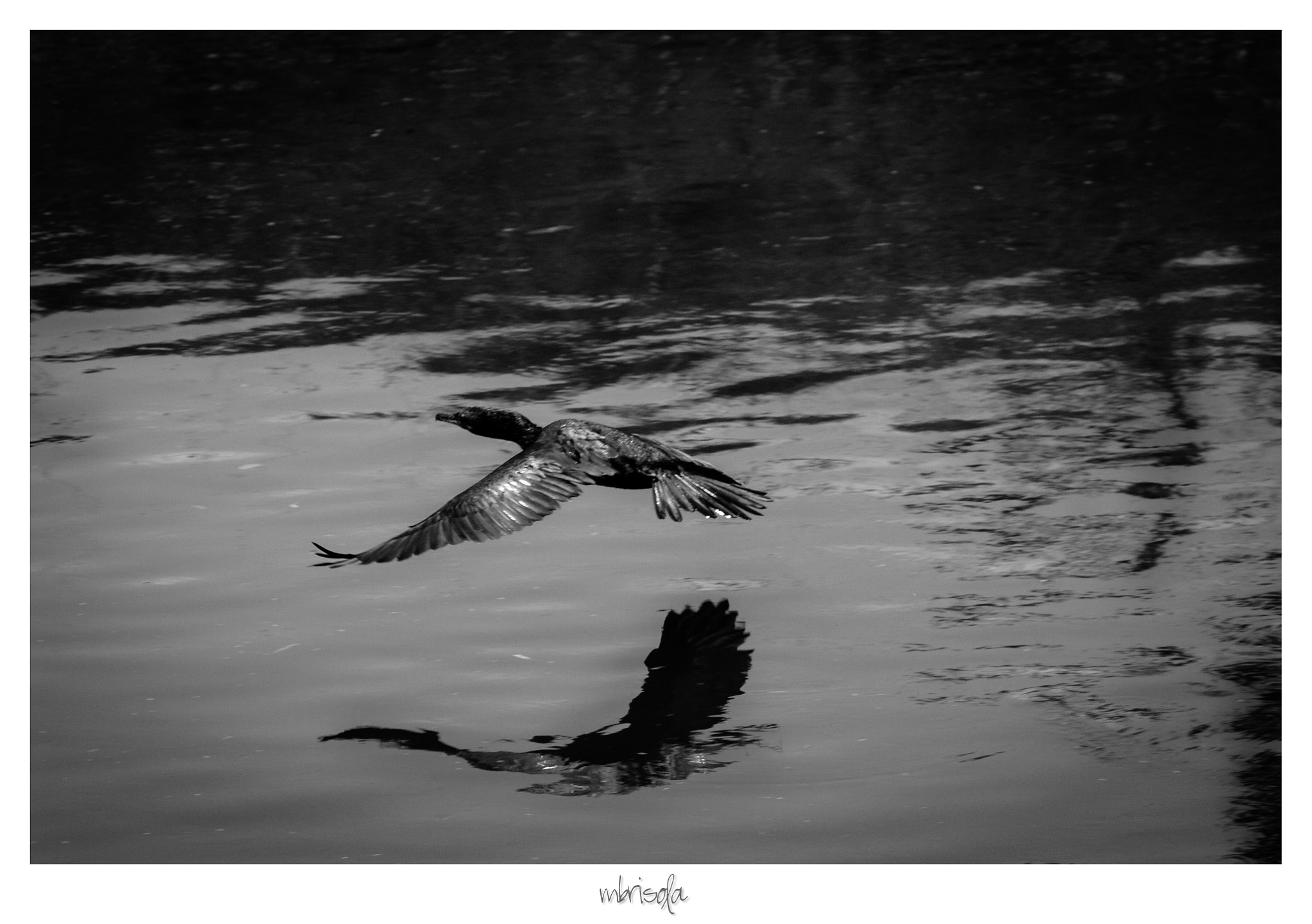 Canon EOS 450D (EOS Rebel XSi / EOS Kiss X2) sample photo. Mergulhão (mergus octosetaceus) - rio sorocaba photography