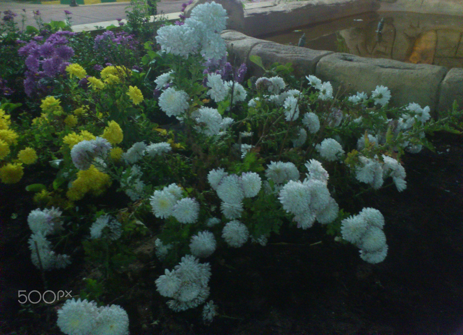 Sony Ericsson Xperia ray sample photo. Colorful flowers photography