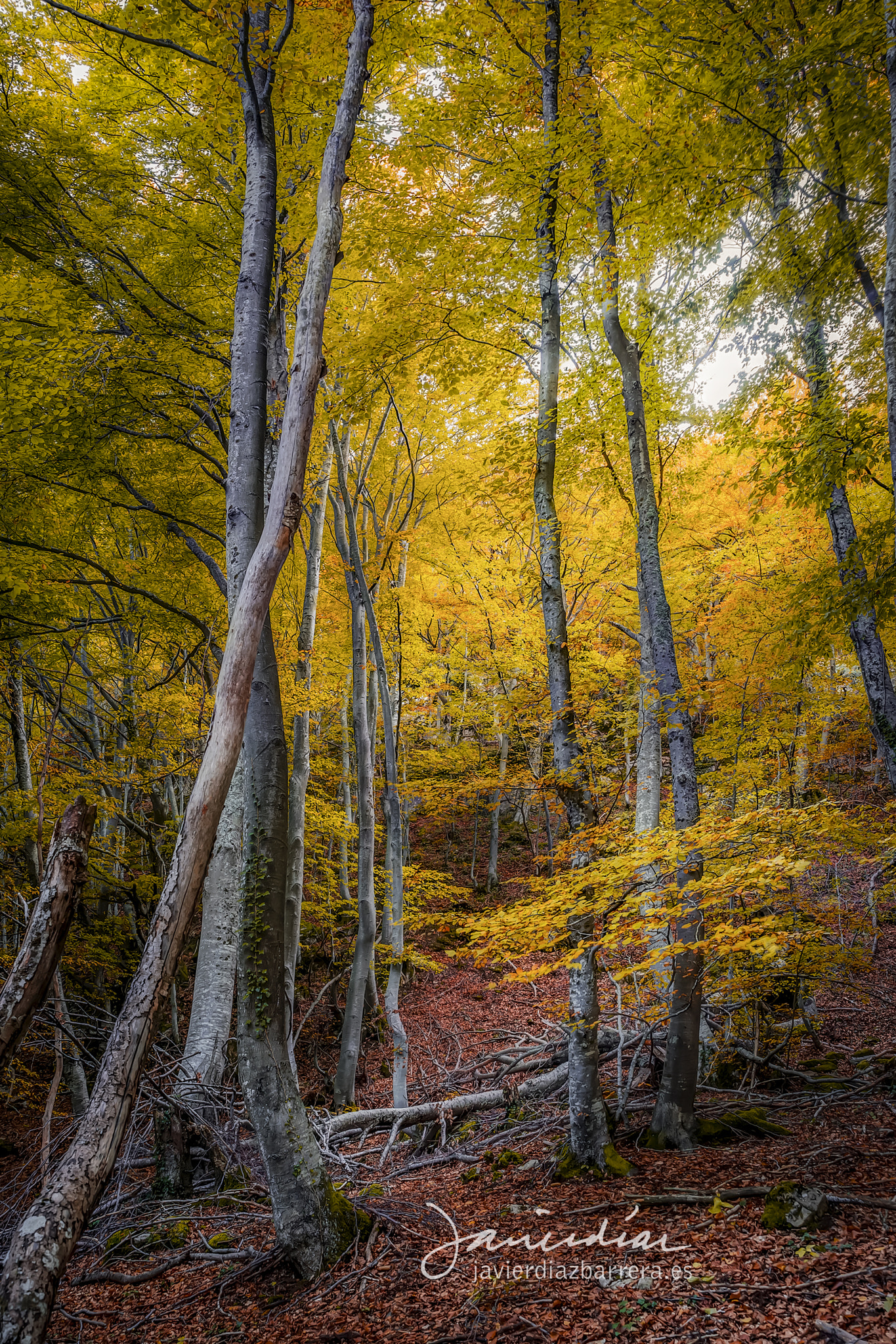 Sony a99 II + Sigma 28-105mm F2.8-4 Aspherical sample photo. Autumn memories photography