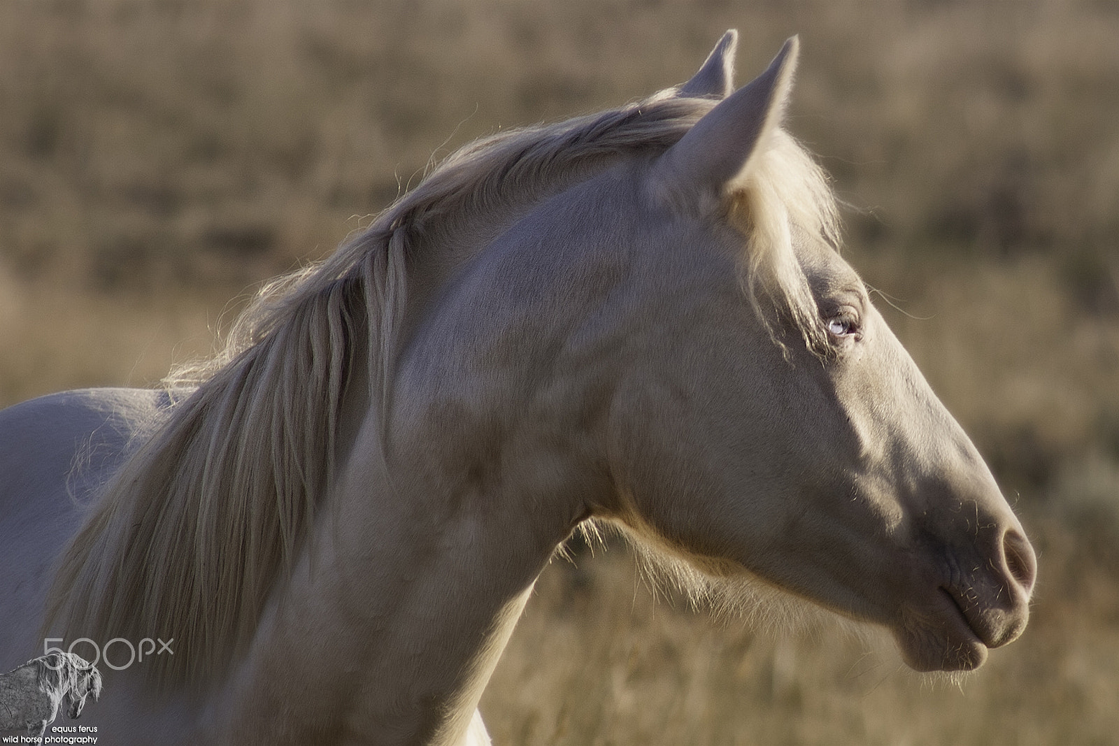 Canon EOS 30D + EF75-300mm f/4-5.6 sample photo. D'or (revisited) photography